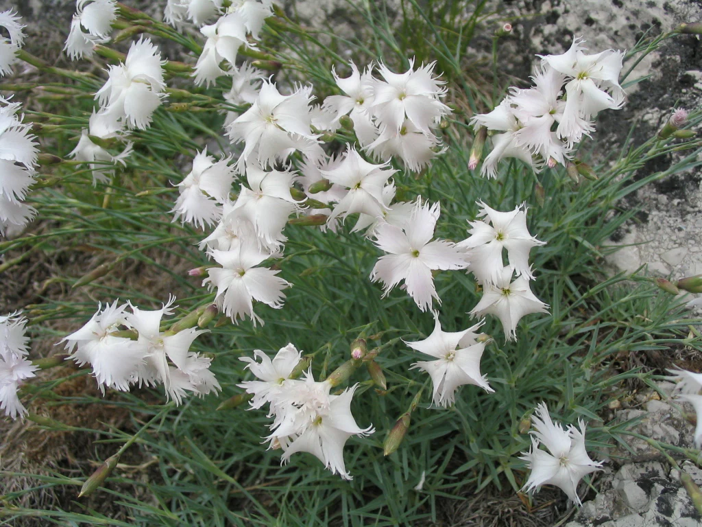 Dianthus plumarius <br>DIANTHUS MIX - Image 2