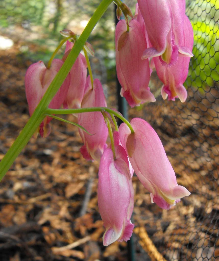 Dicentra formosa <br>PACIFIC BLEEDING HEART, DUTCHMAN'S BREECHES