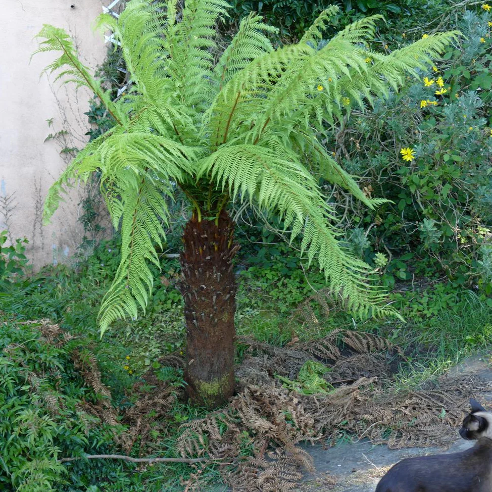 Dicksonia fibrosa <br>HARDY TREE FERN