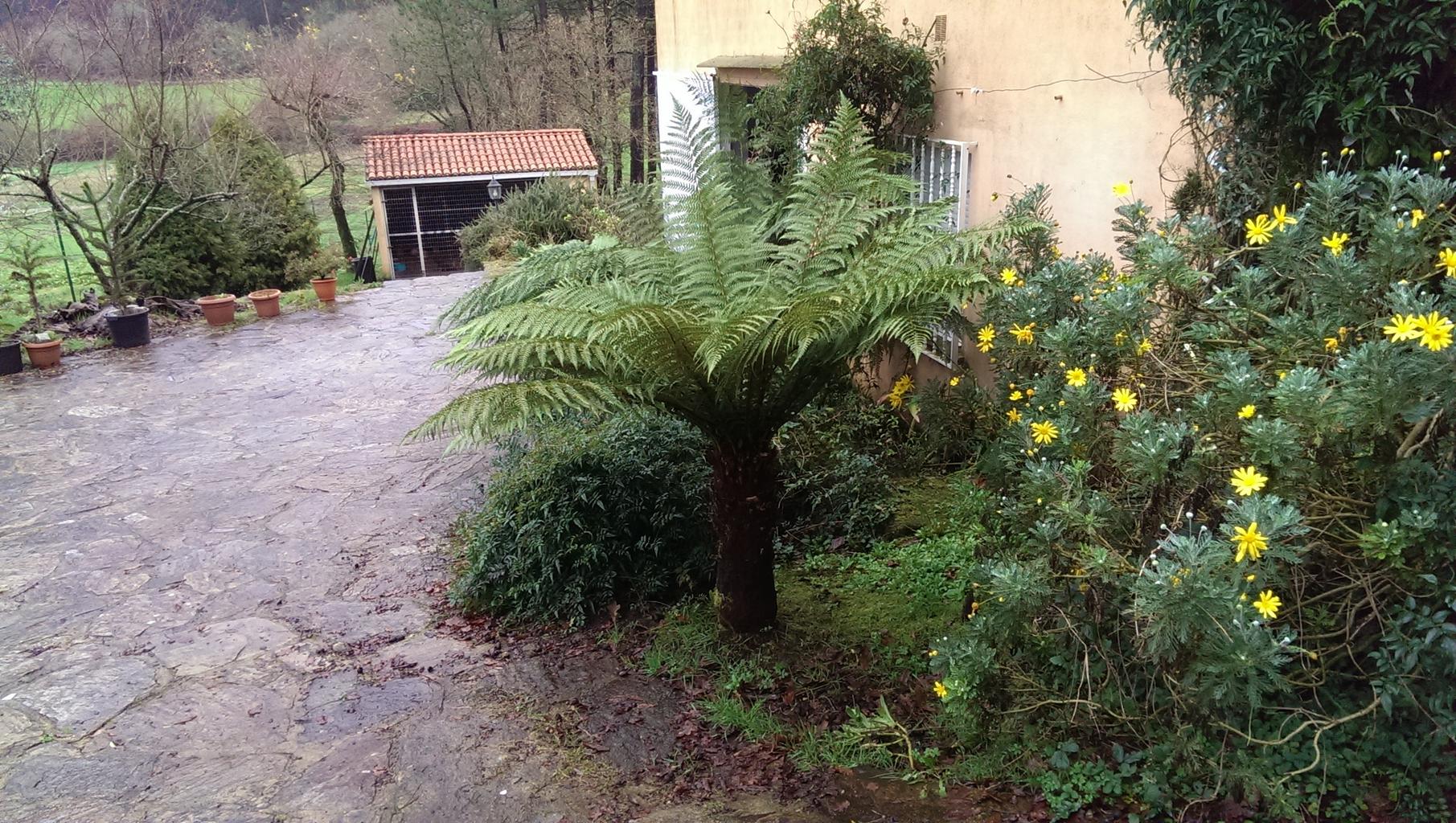 Dicksonia fibrosa <br>HARDY TREE FERN - Image 2