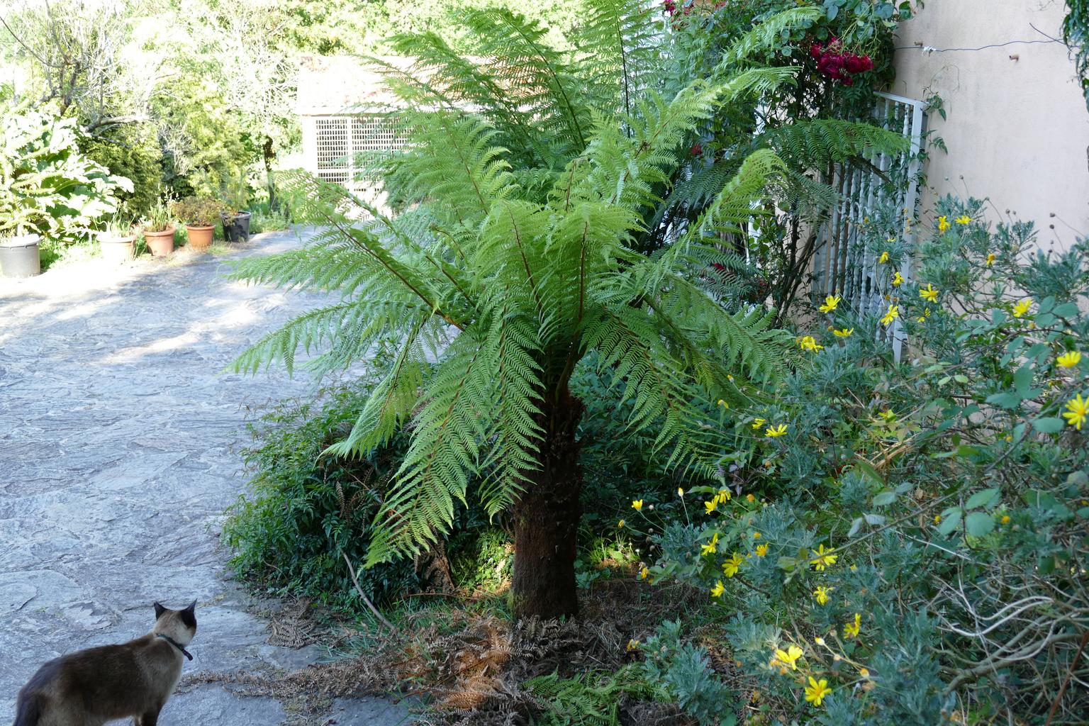 Dicksonia fibrosa <br>HARDY TREE FERN - Image 3