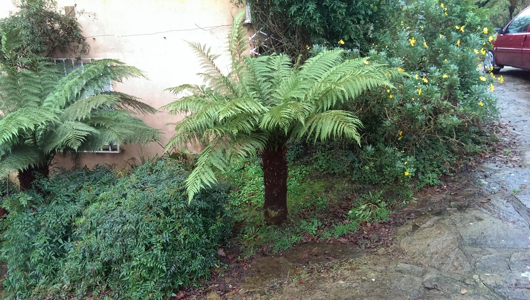Dicksonia fibrosa <br>HARDY TREE FERN - Image 4