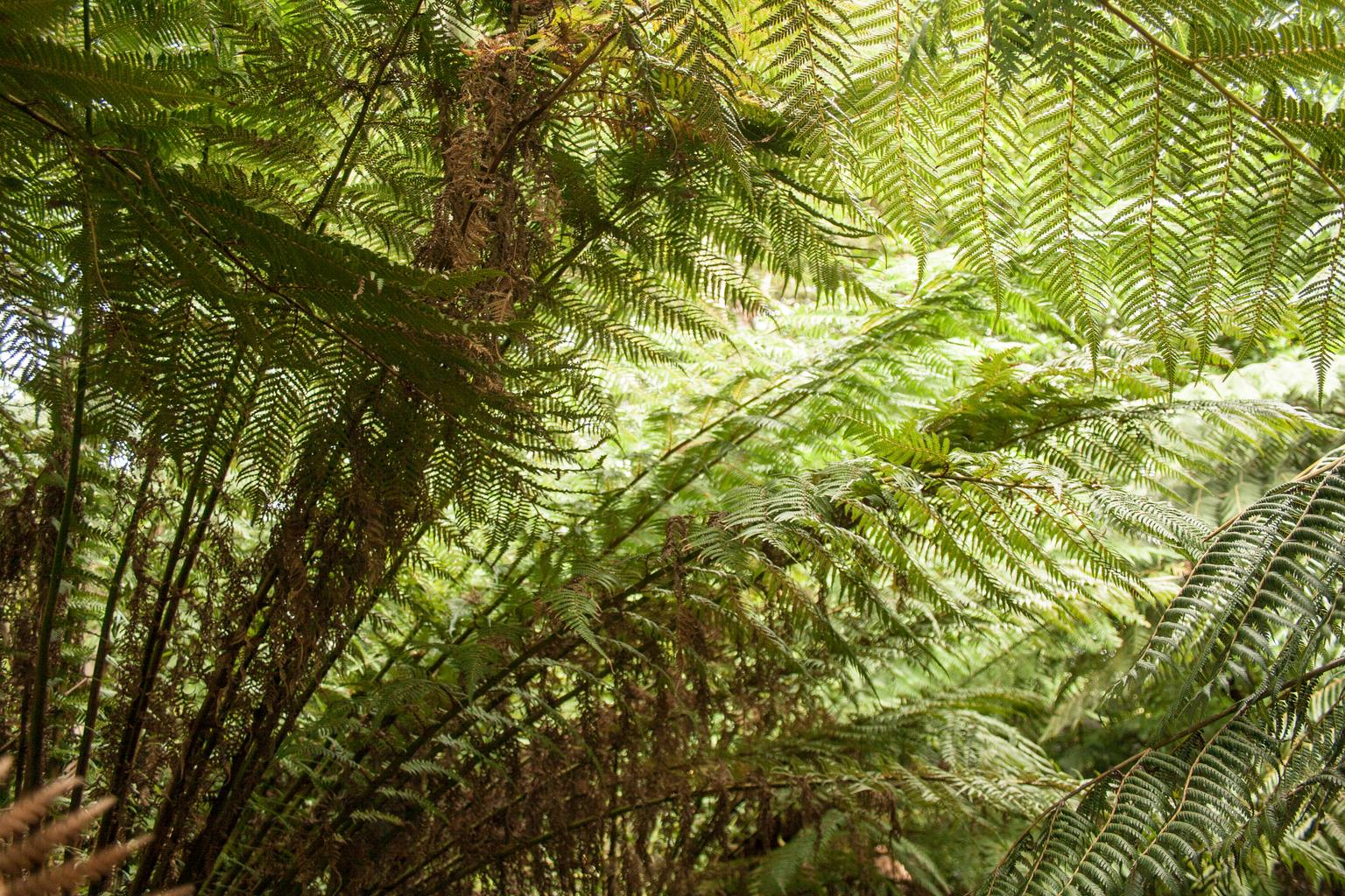 Dicksonia fibrosa <br>HARDY TREE FERN - Image 5