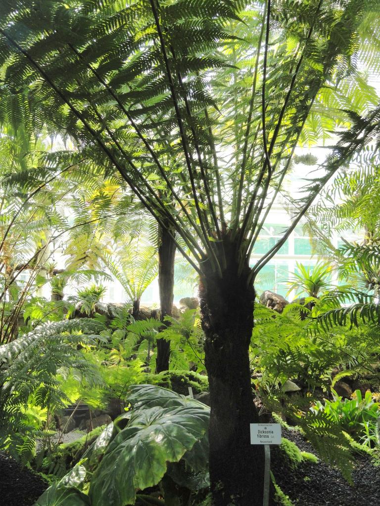 Dicksonia fibrosa <br>HARDY TREE FERN - Image 6