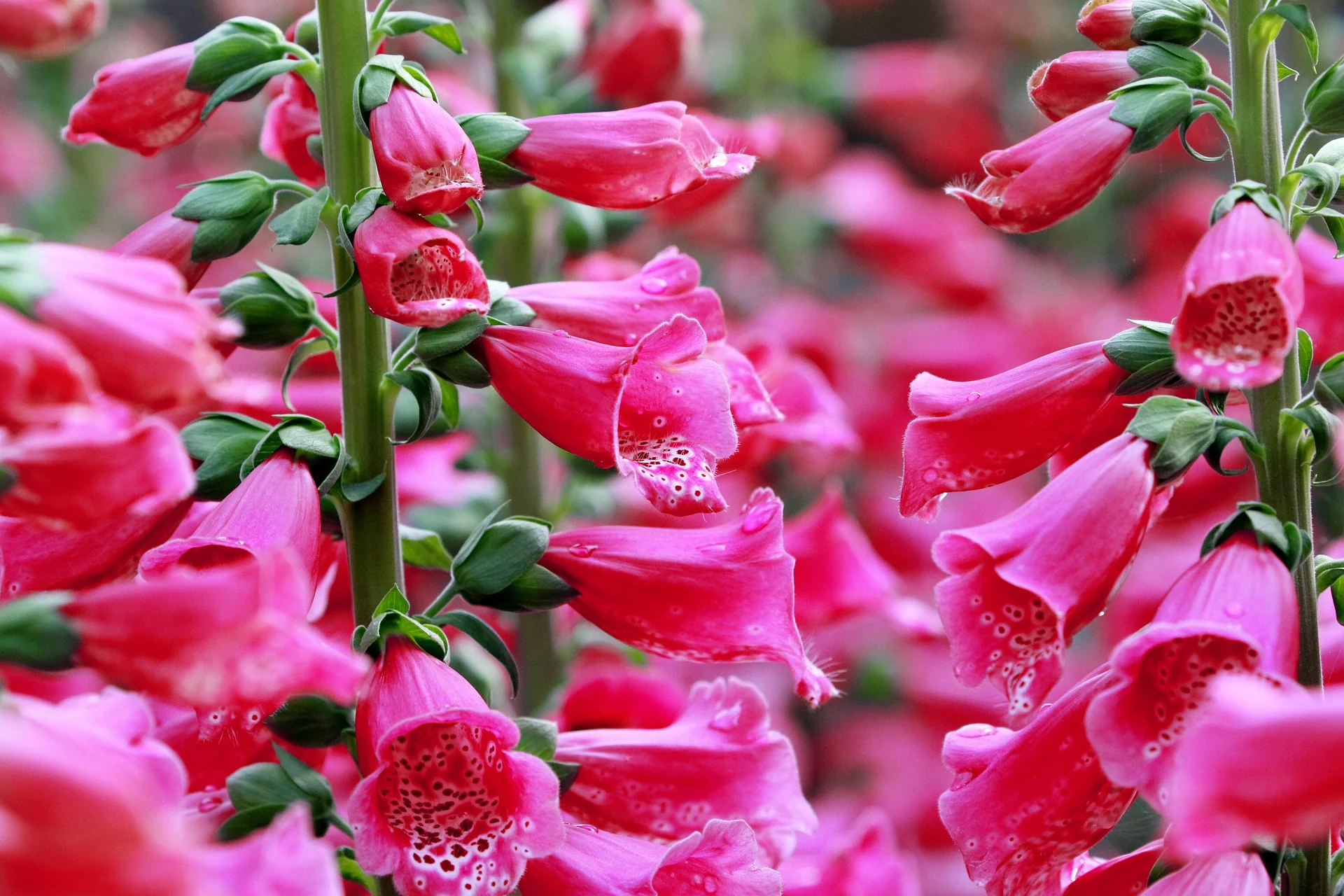 Digitalis purpurea <br>FOXGLOVE COMPACT DARK RED