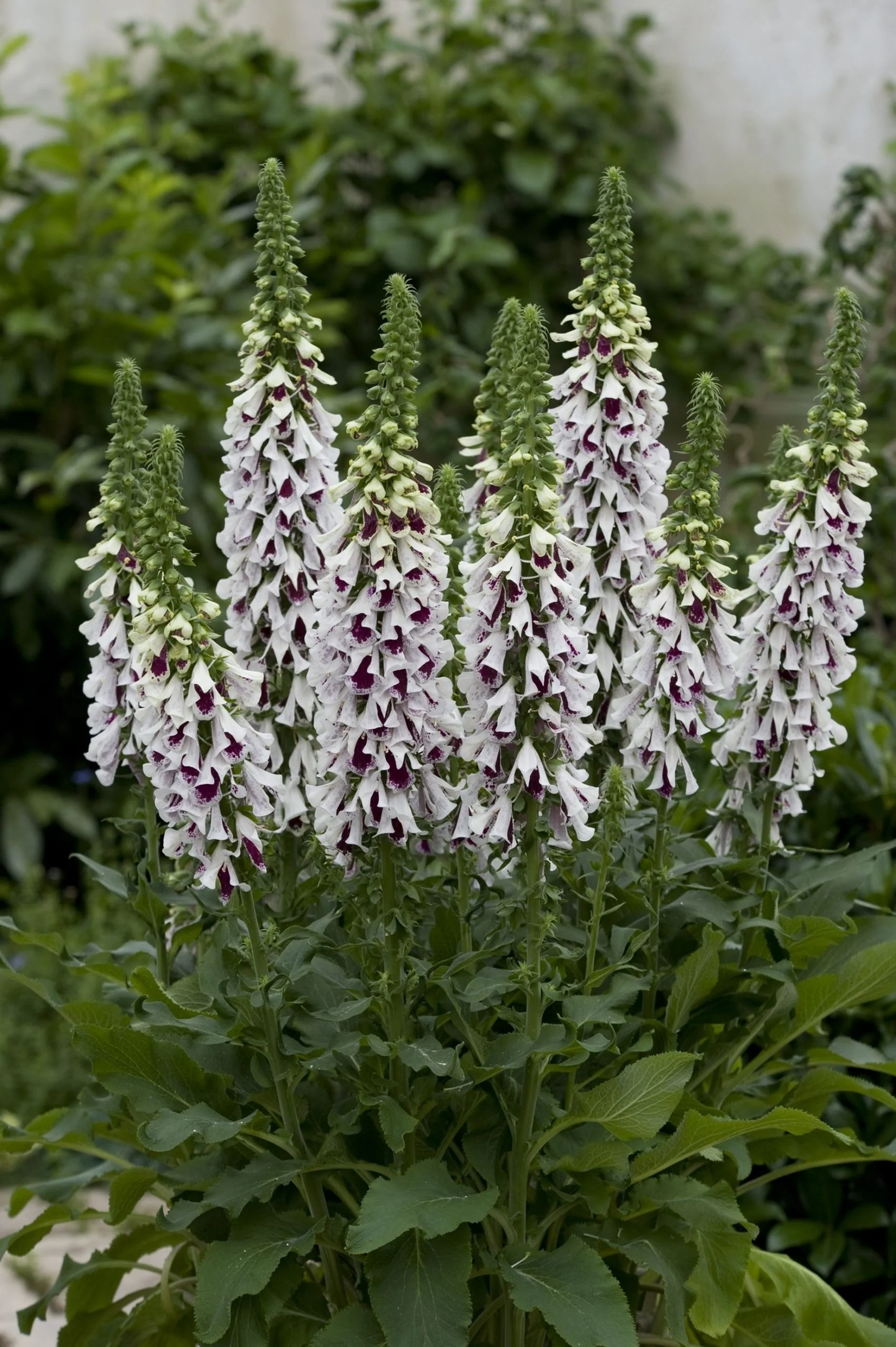 Digitalis purpurea <br>FOXGLOVE PAM'S SPLIT - Image 2