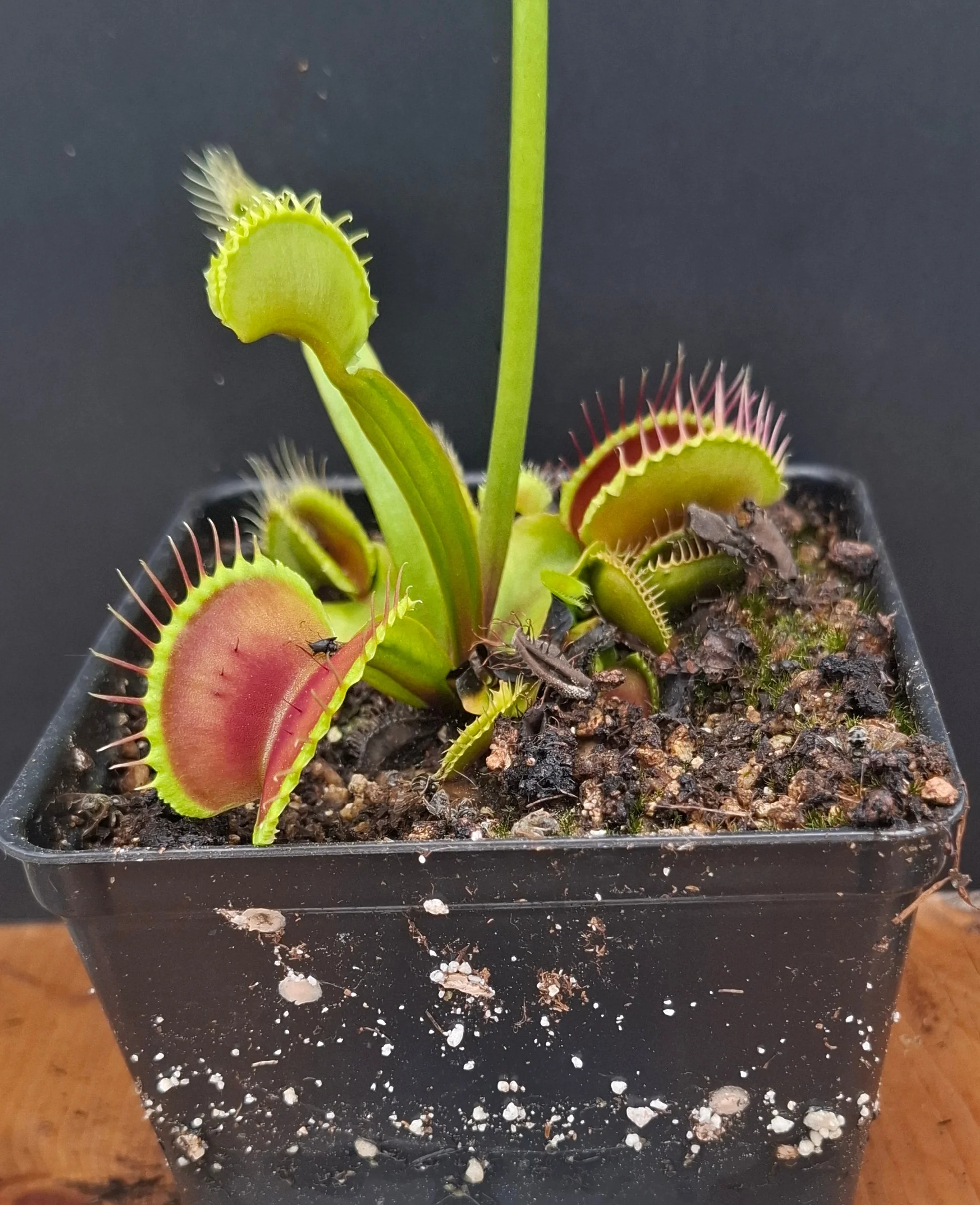 Dionaea muscipula <br>VENUS FLYTRAP 'ALPENGLOW' x OP - Image 4