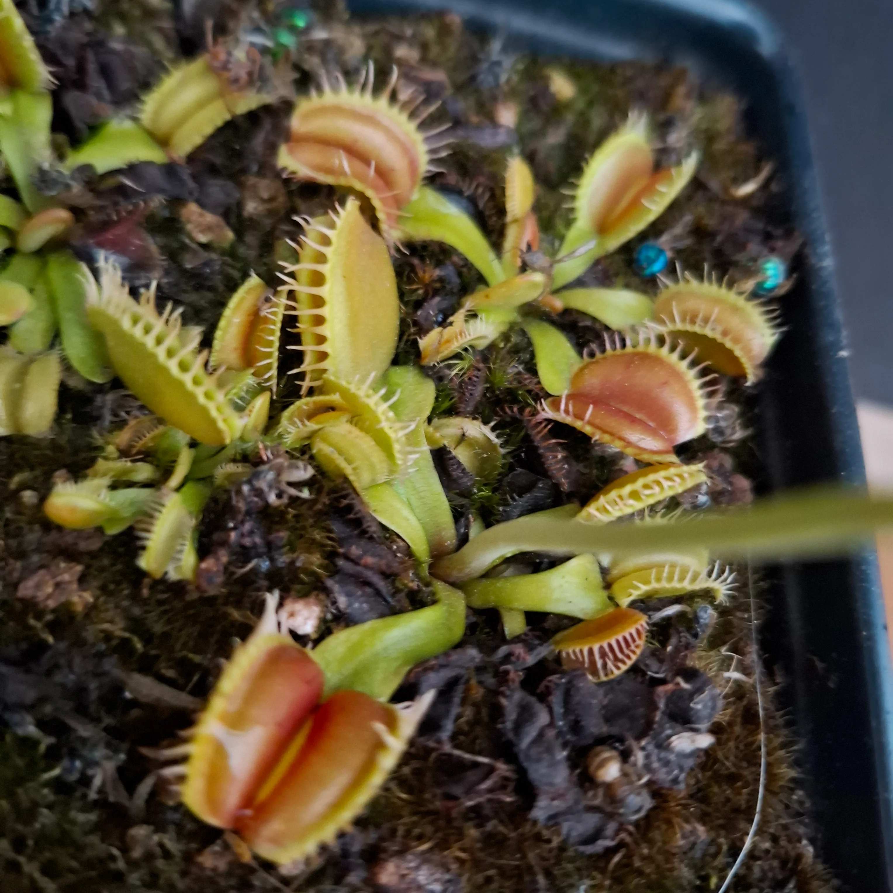 Dionaea muscipula <br>VENUS FLYTRAP 'ANGELWINGS' x OP