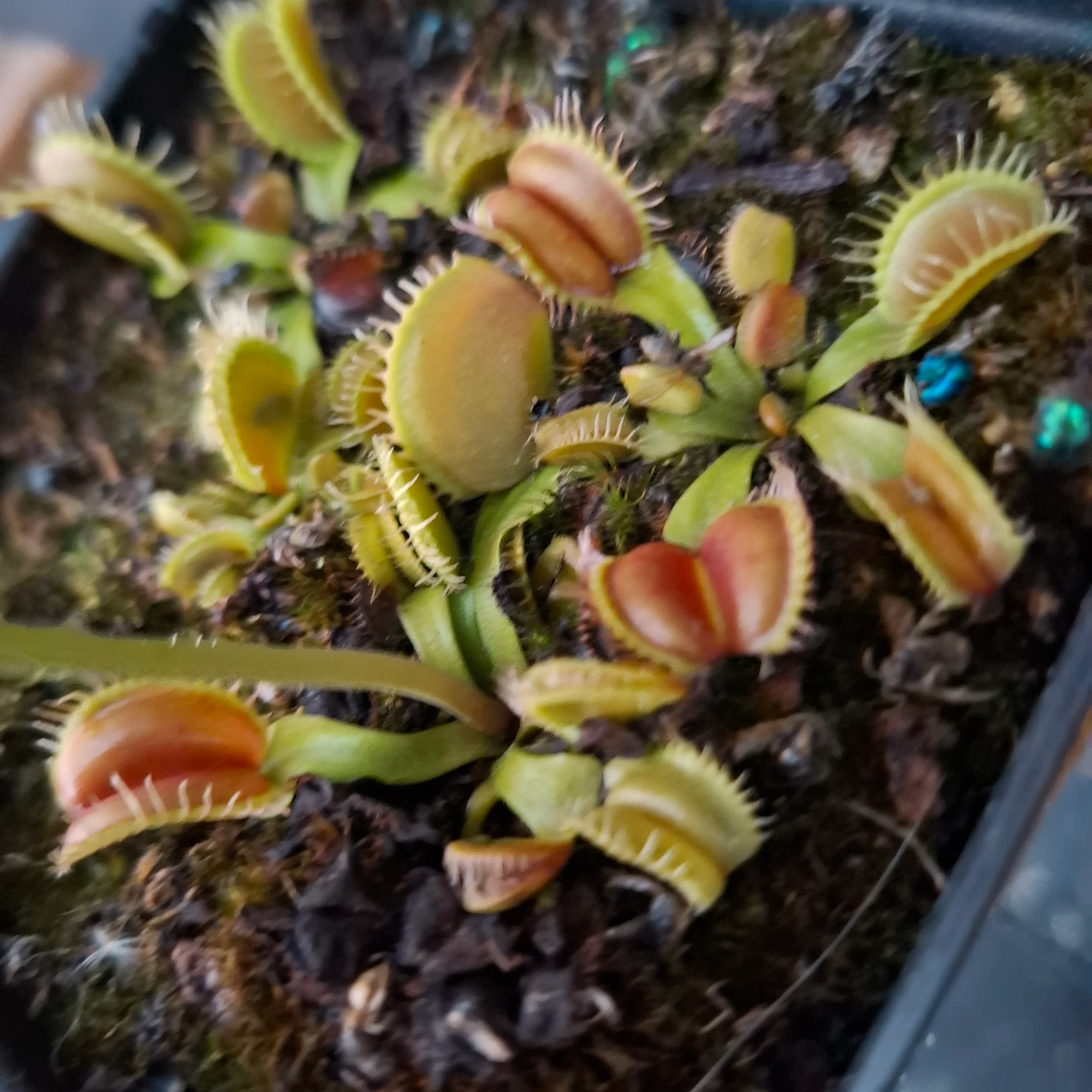 Dionaea muscipula <br>VENUS FLYTRAP 'ANGELWINGS' x OP - Image 2