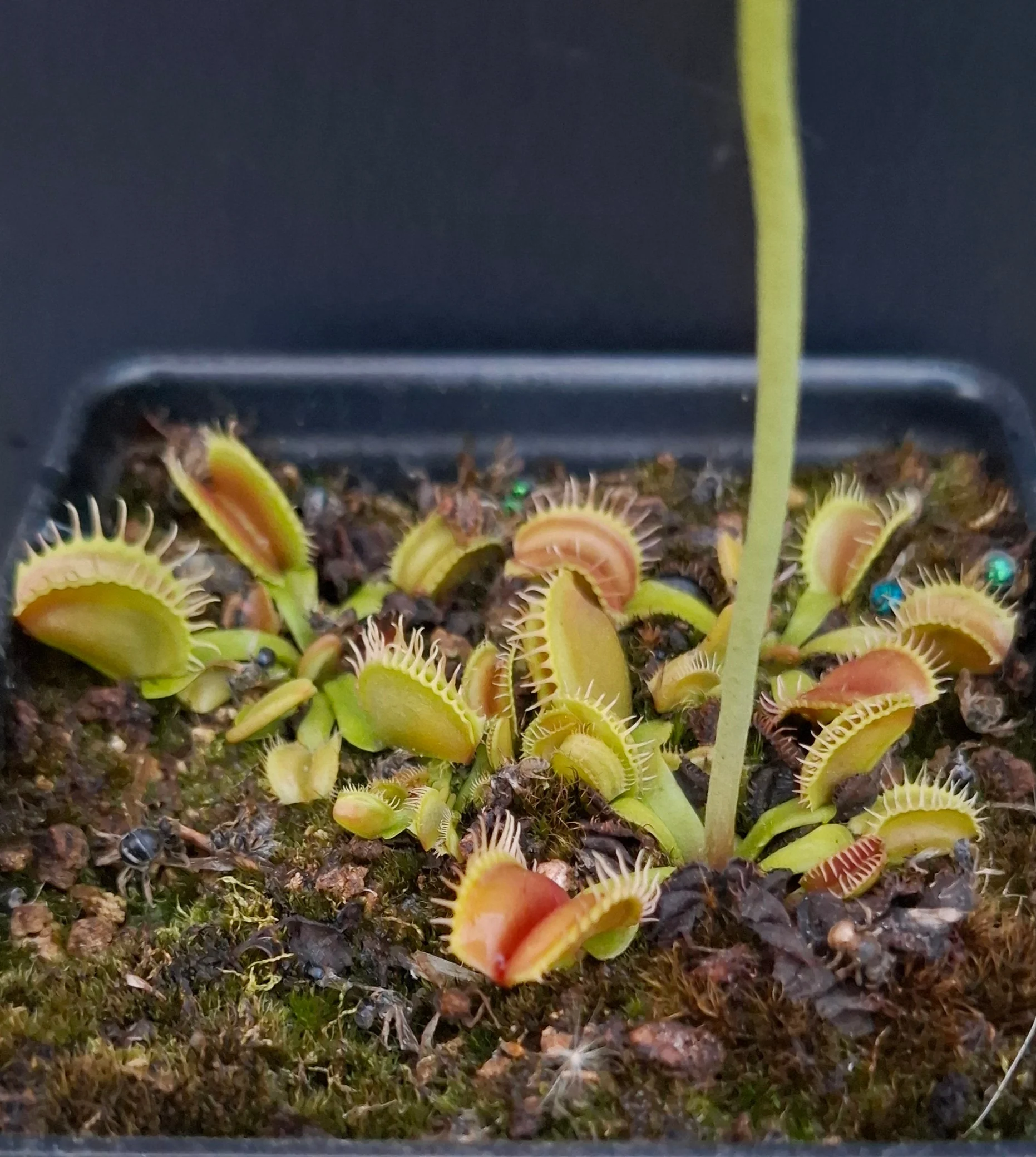 Dionaea muscipula <br>VENUS FLYTRAP 'ANGELWINGS' x OP - Image 3