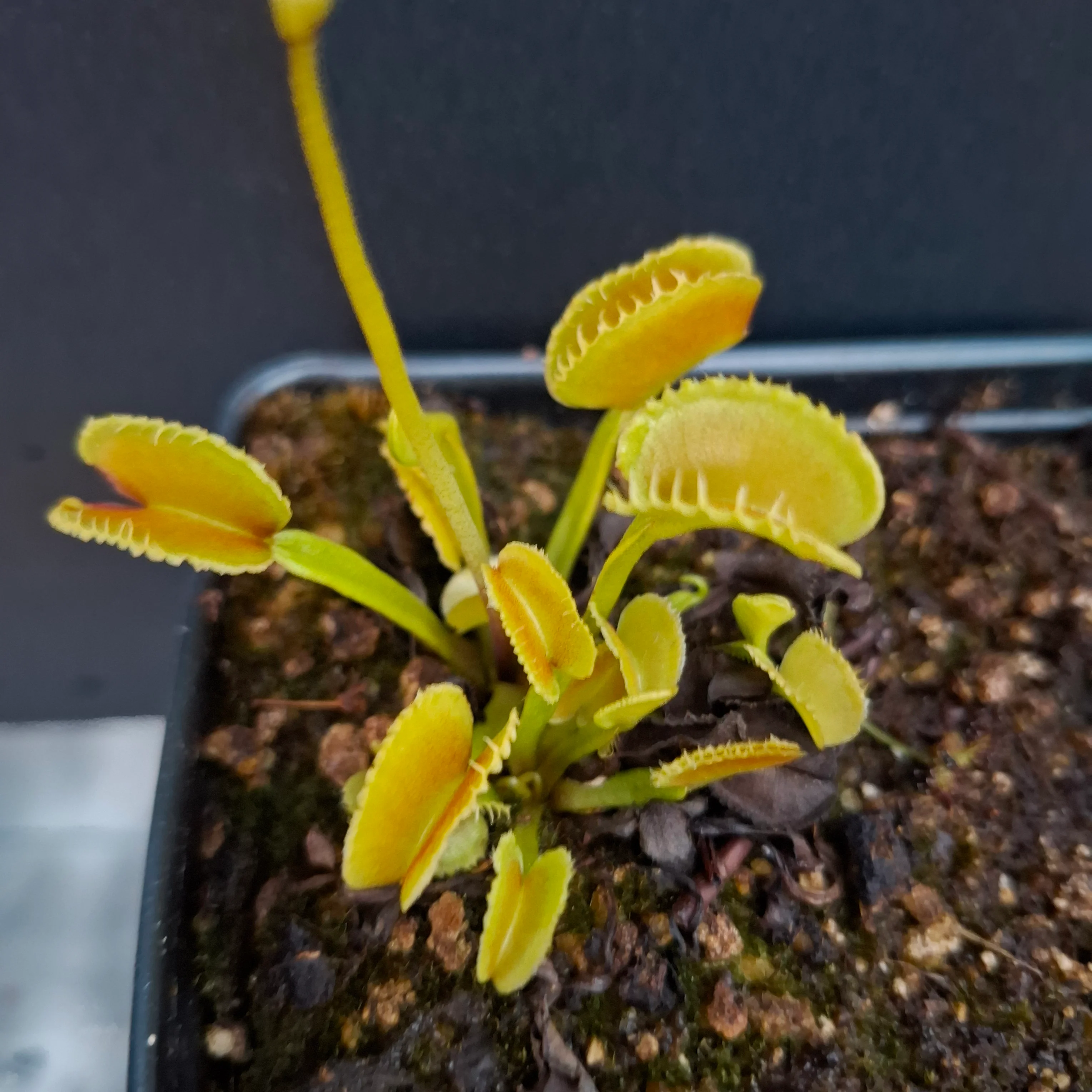 Dionaea muscipula <br>VENUS FLYTRAP 'ANGRY LETTUCE' x OP