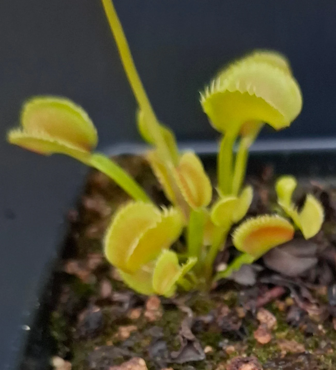 Dionaea muscipula <br>VENUS FLYTRAP 'ANGRY LETTUCE' x OP - Image 2