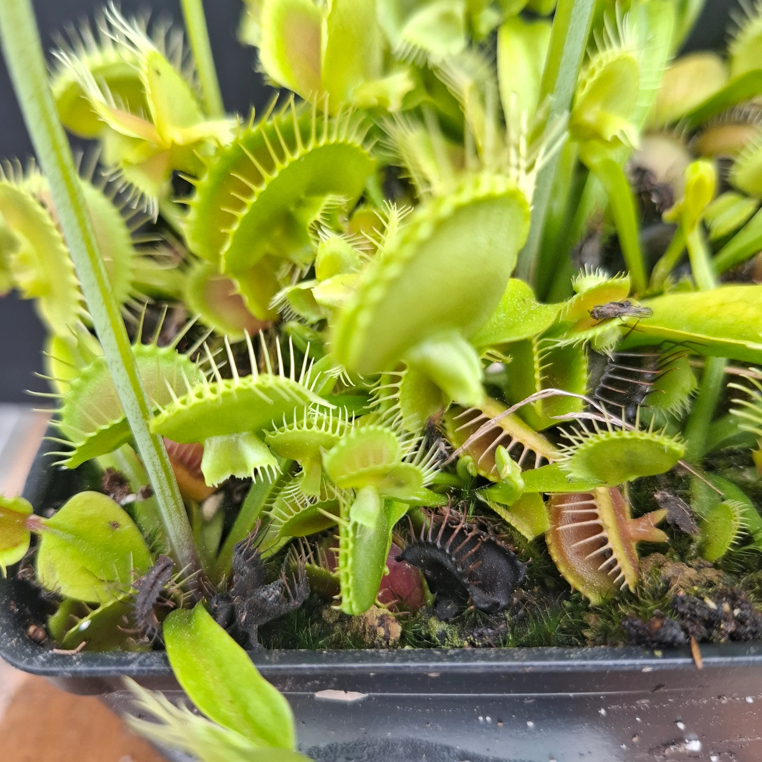 Dionaea muscipula <br>VENUS FLYTRAP 'ASMODEUS' x OP