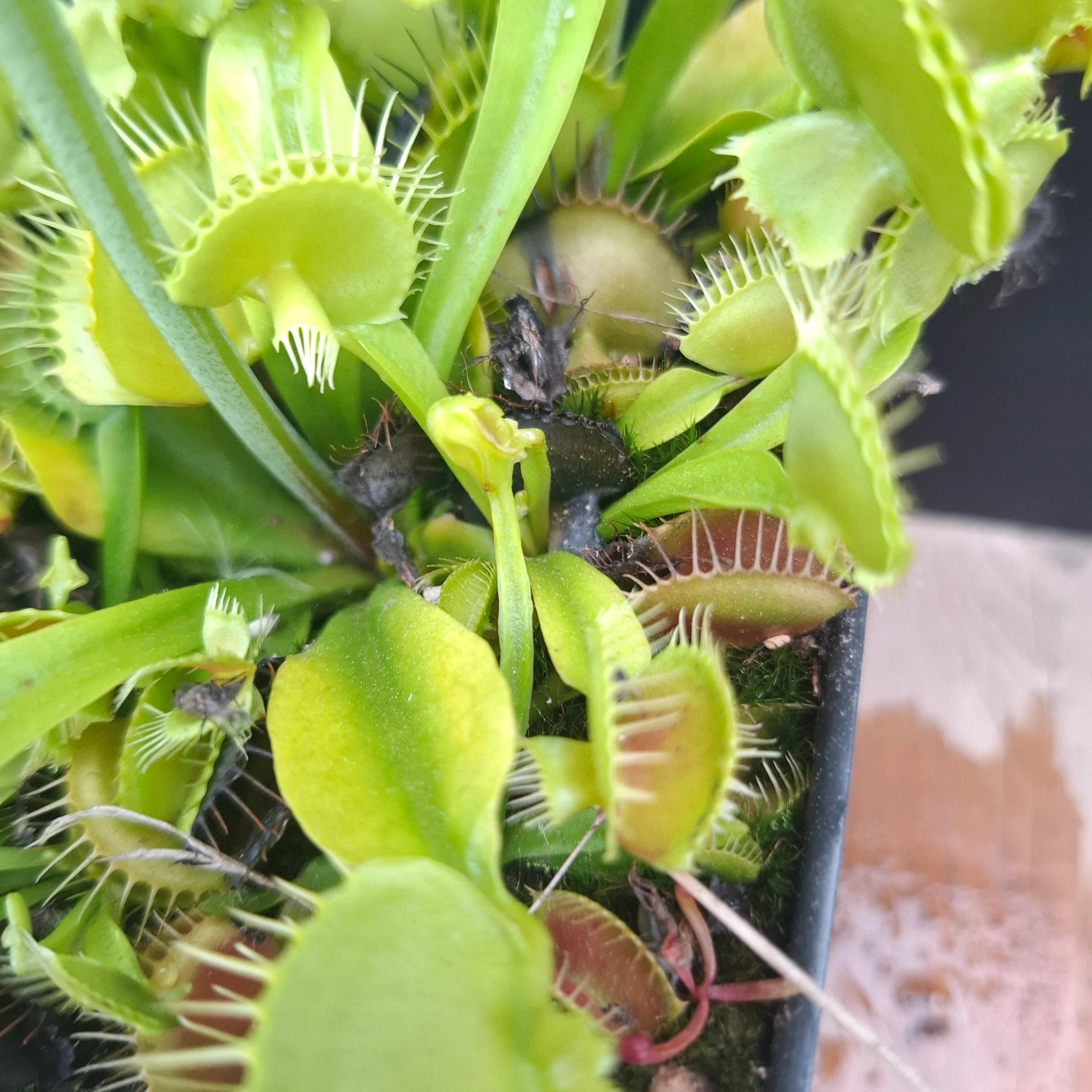 Dionaea muscipula <br>VENUS FLYTRAP 'ASMODEUS' x OP - Image 2