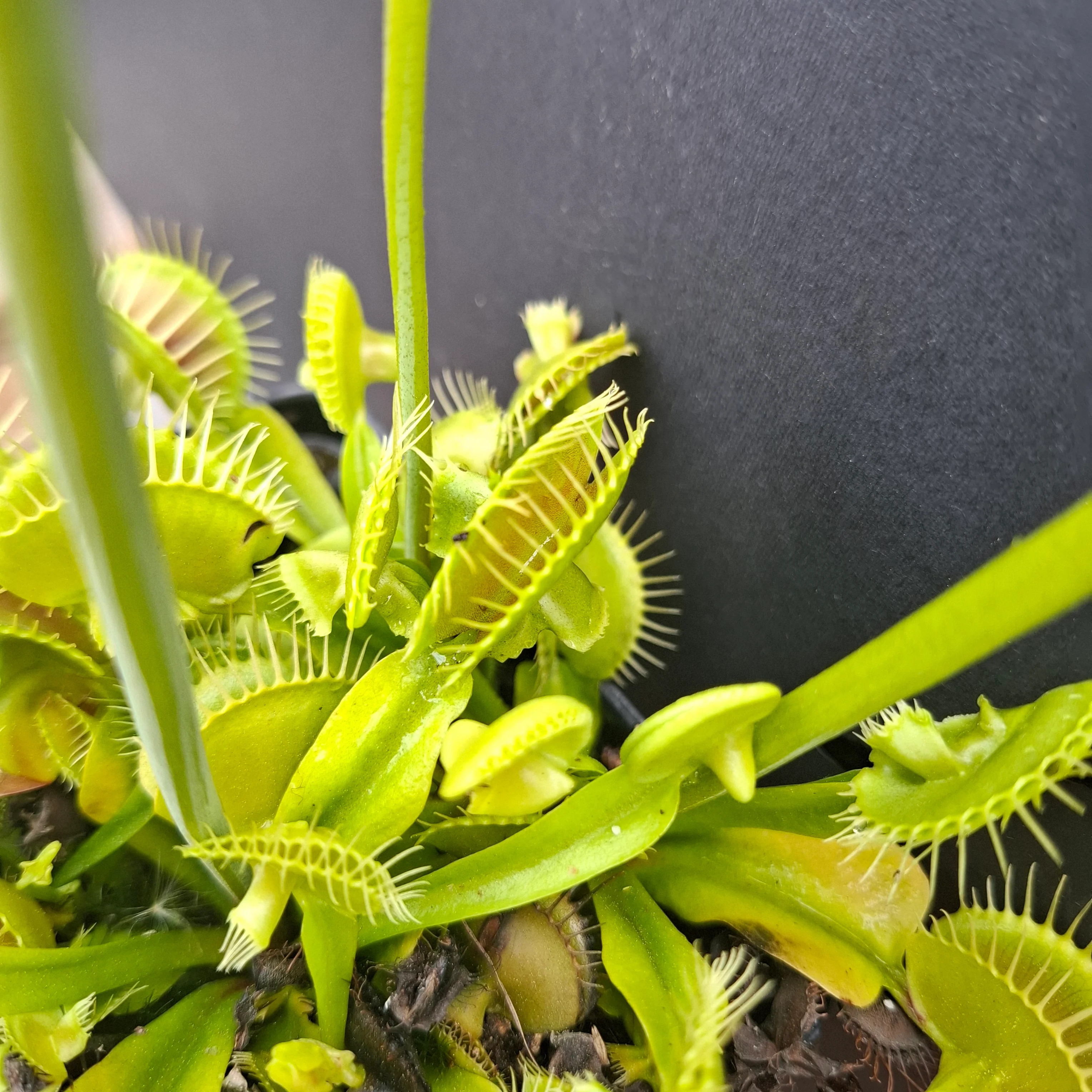 Dionaea muscipula <br>VENUS FLYTRAP 'ASMODEUS' x OP - Image 3