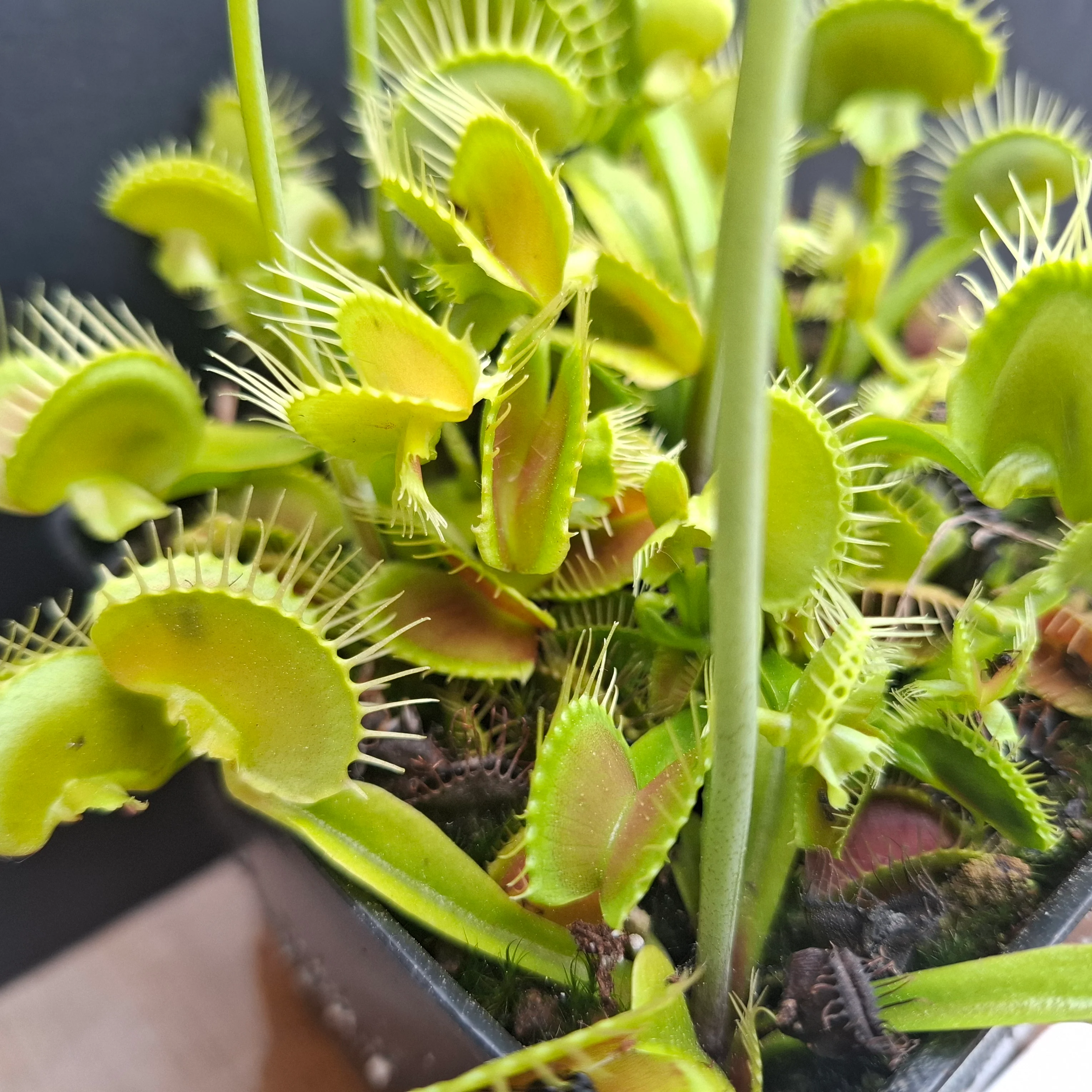 Dionaea muscipula <br>VENUS FLYTRAP 'ASMODEUS' x OP - Image 4