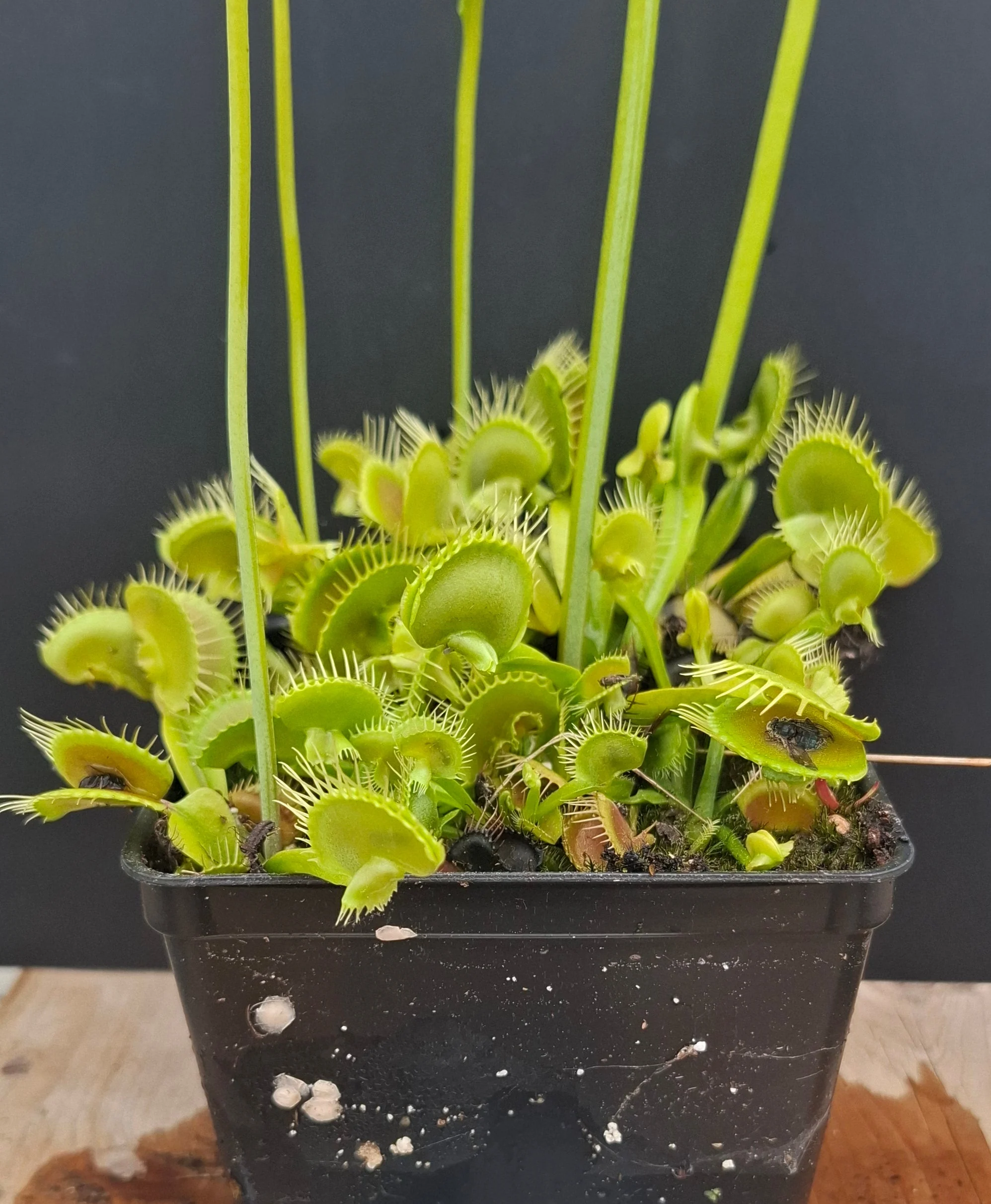 Dionaea muscipula <br>VENUS FLYTRAP 'ASMODEUS' x OP - Image 5