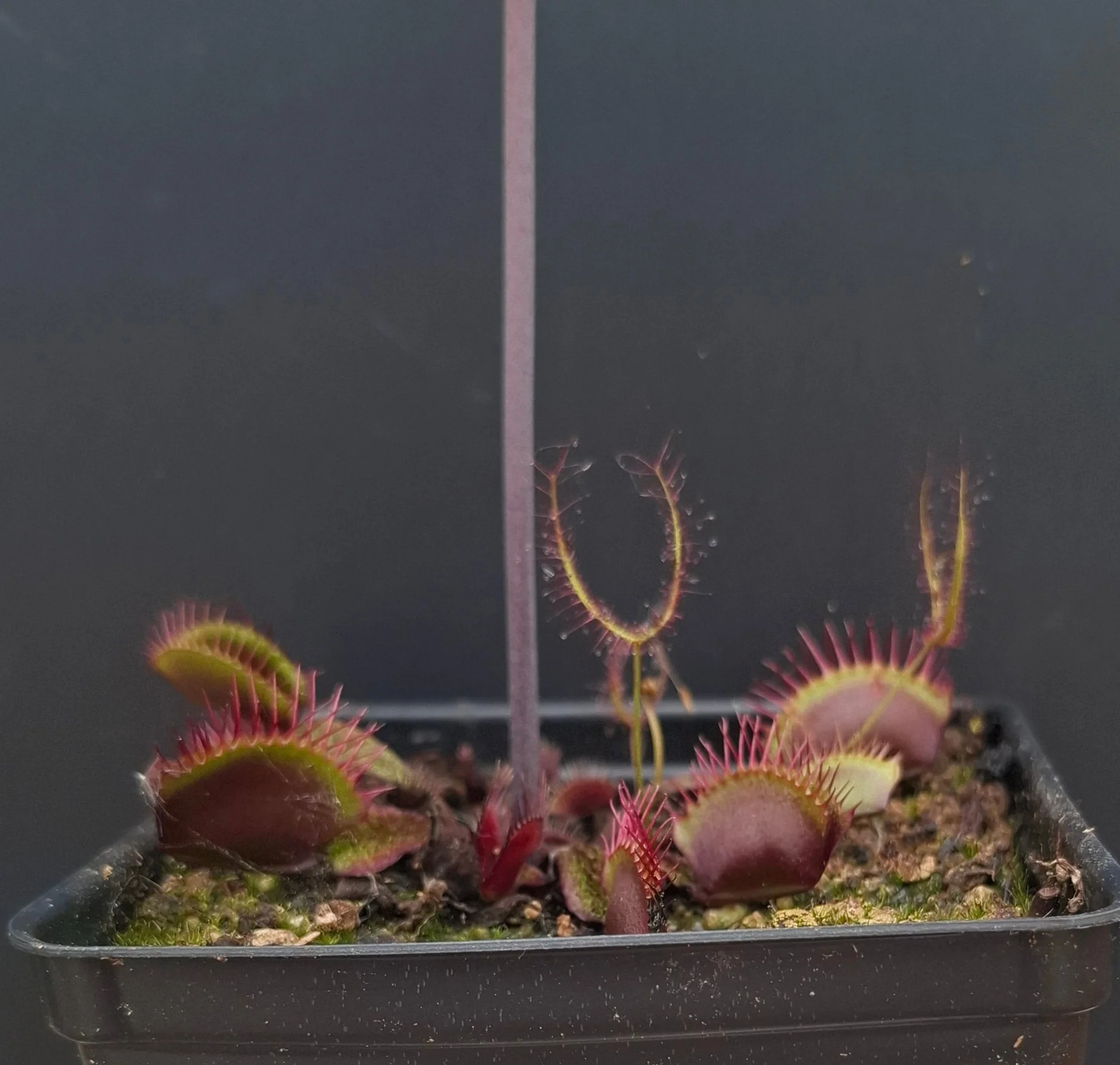Dionaea muscipula <br>VENUS FLYTRAP 'ASURA' x OP - Image 2