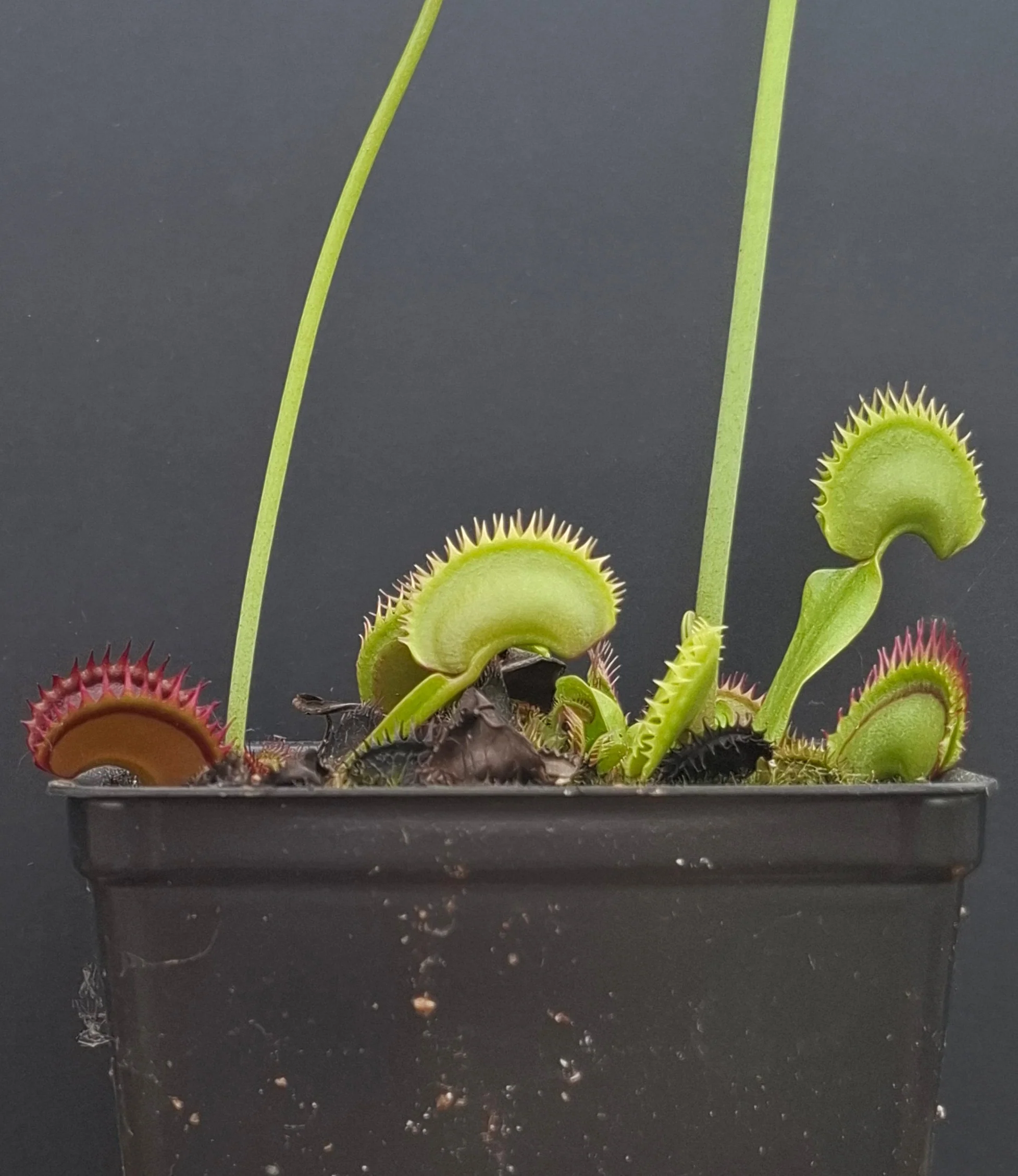 Dionaea muscipula <br>VENUS FLYTRAP 'BIG DRACULA' x OP - Image 2