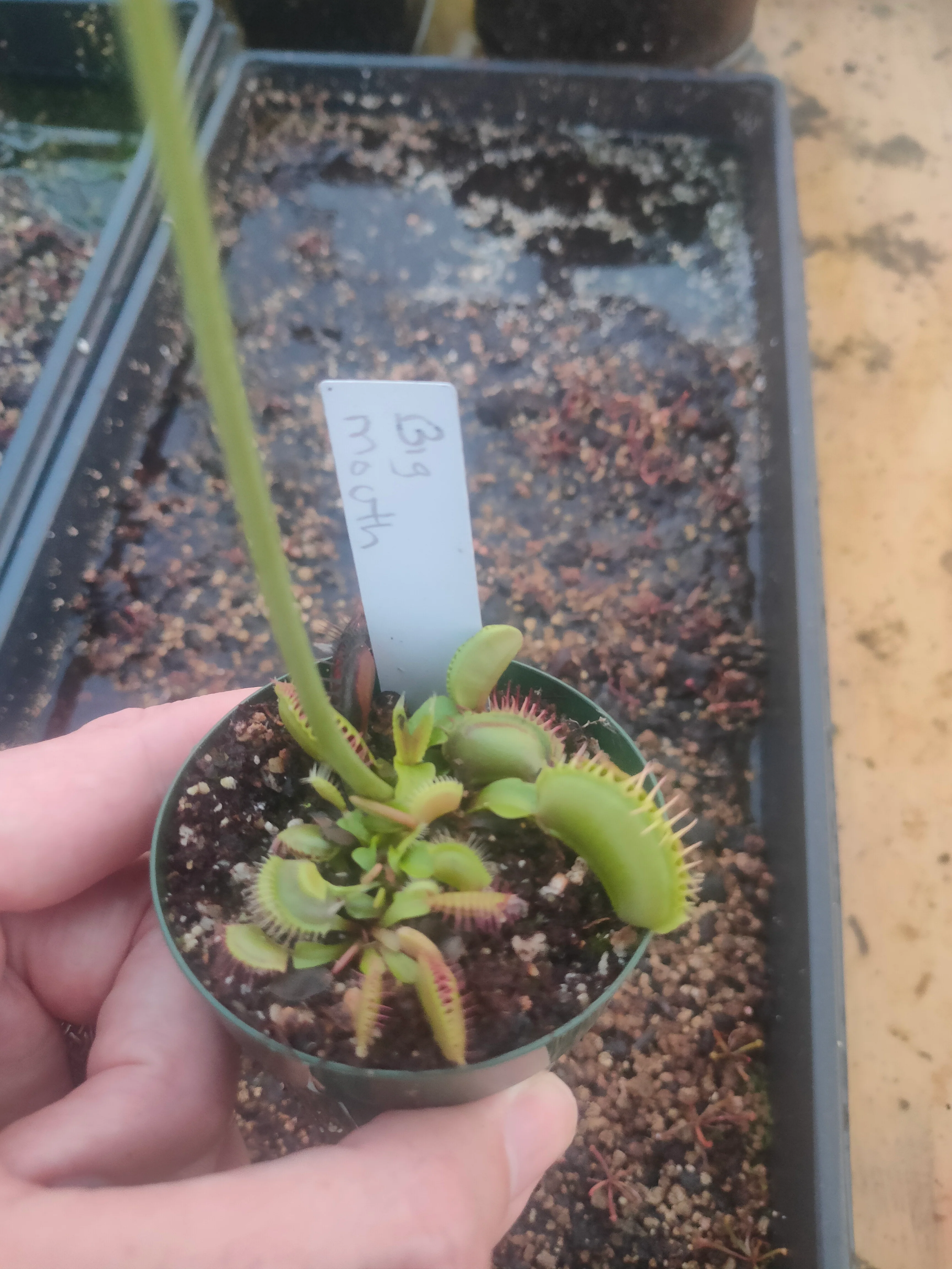 Dionaea muscipula <br>VENUS FLYTRAP 'BIG MOUTH' OP - Image 2