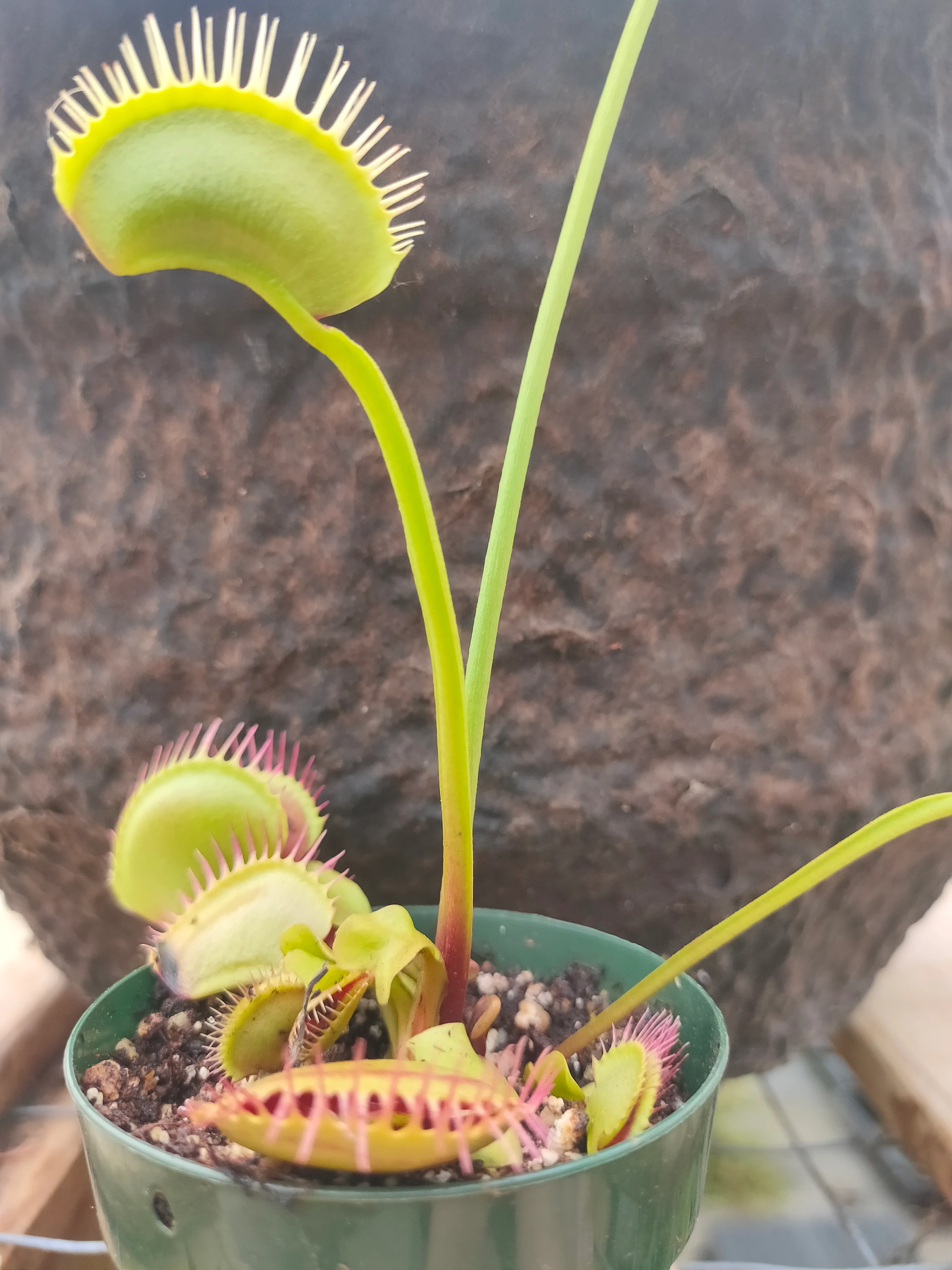 Dionaea muscipula <br>VENUS FLYTRAP 'BIG VIGOROUS' OP - Image 2