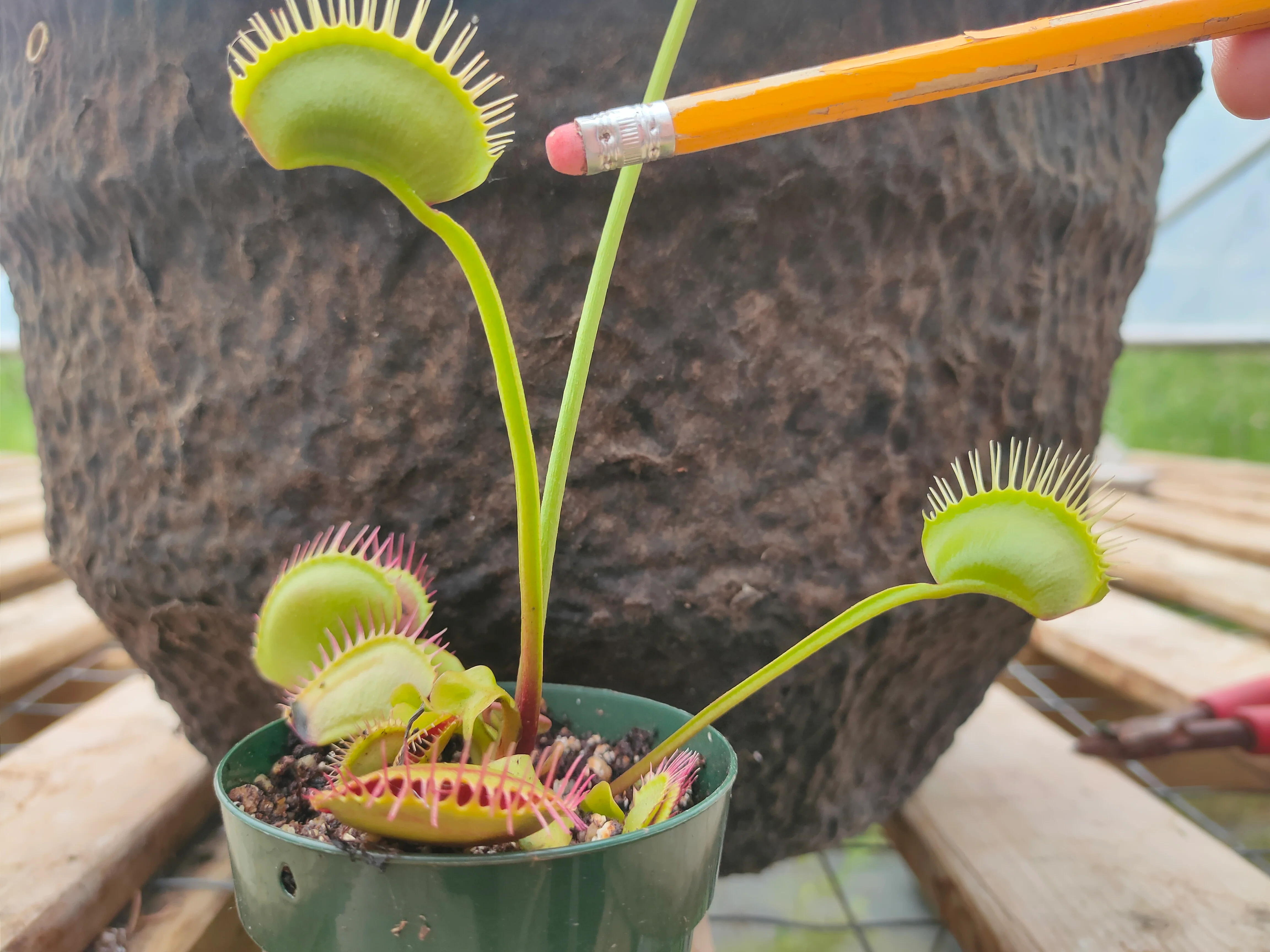 Dionaea muscipula <br>VENUS FLYTRAP 'BIG VIGOROUS' OP - Image 3