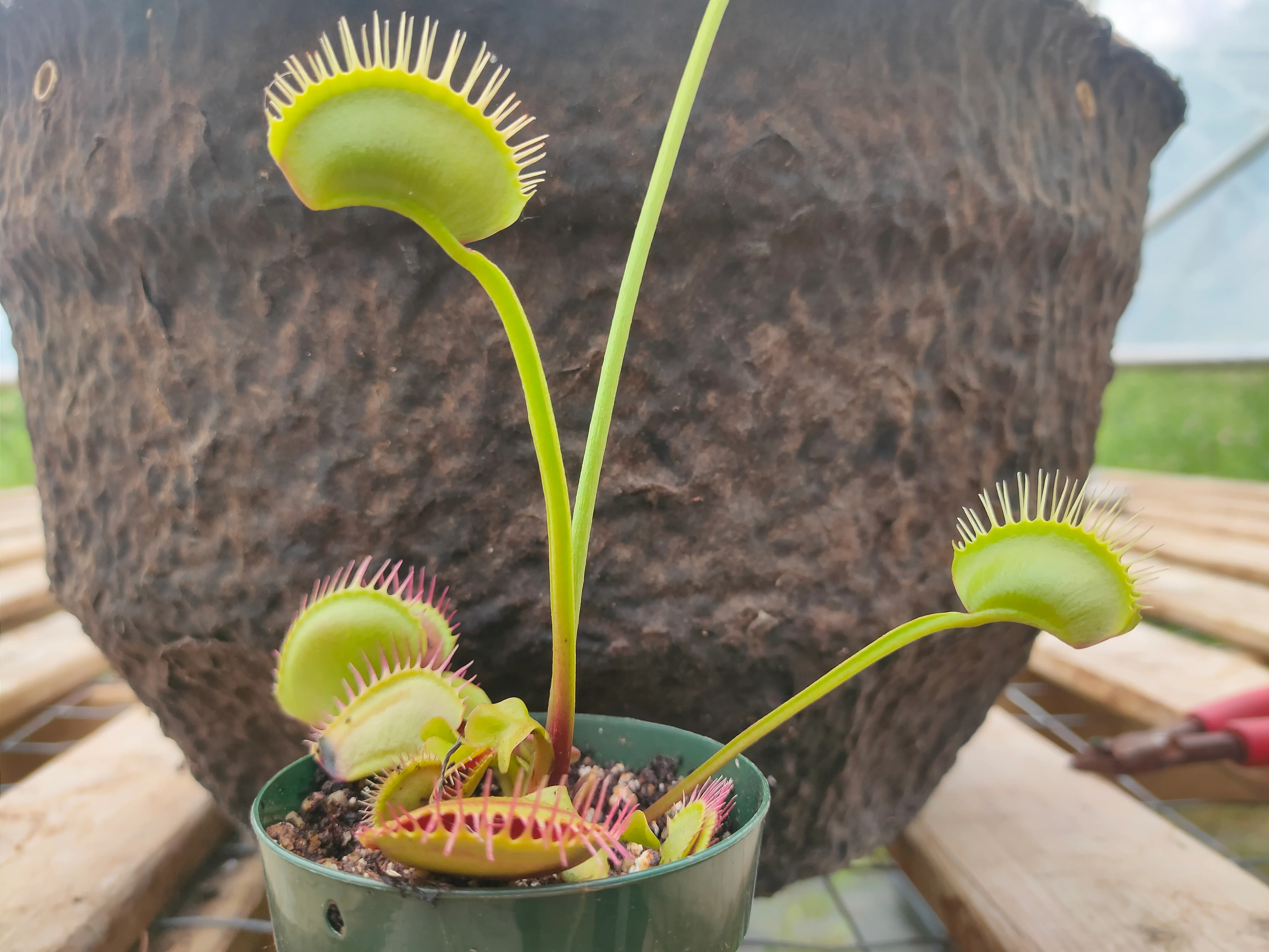 Dionaea muscipula <br>VENUS FLYTRAP 'BIG VIGOROUS' OP - Image 4