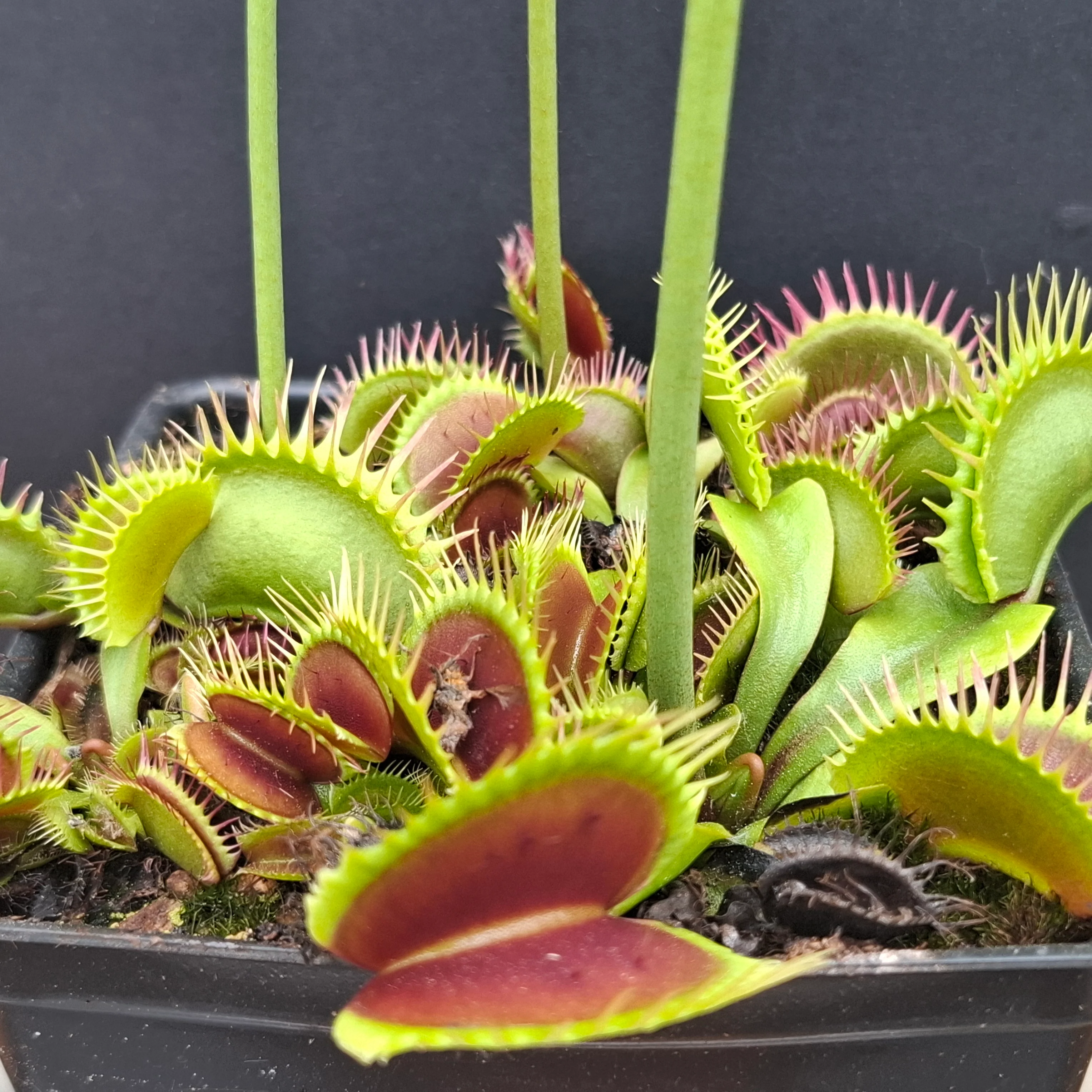 Dionaea muscipula <br>VENUS FLYTRAP 'BLACK STAR' x OP - Image 2