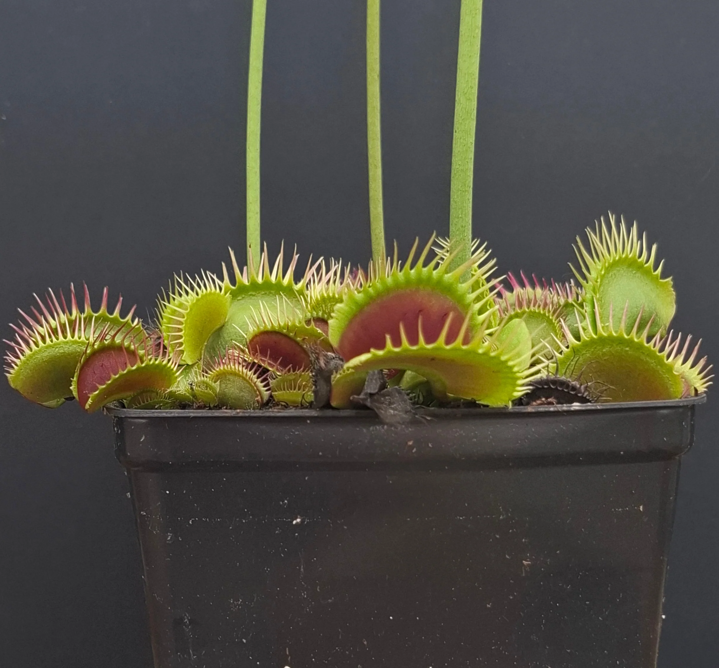 Dionaea muscipula <br>VENUS FLYTRAP 'BLACK STAR' x OP - Image 3