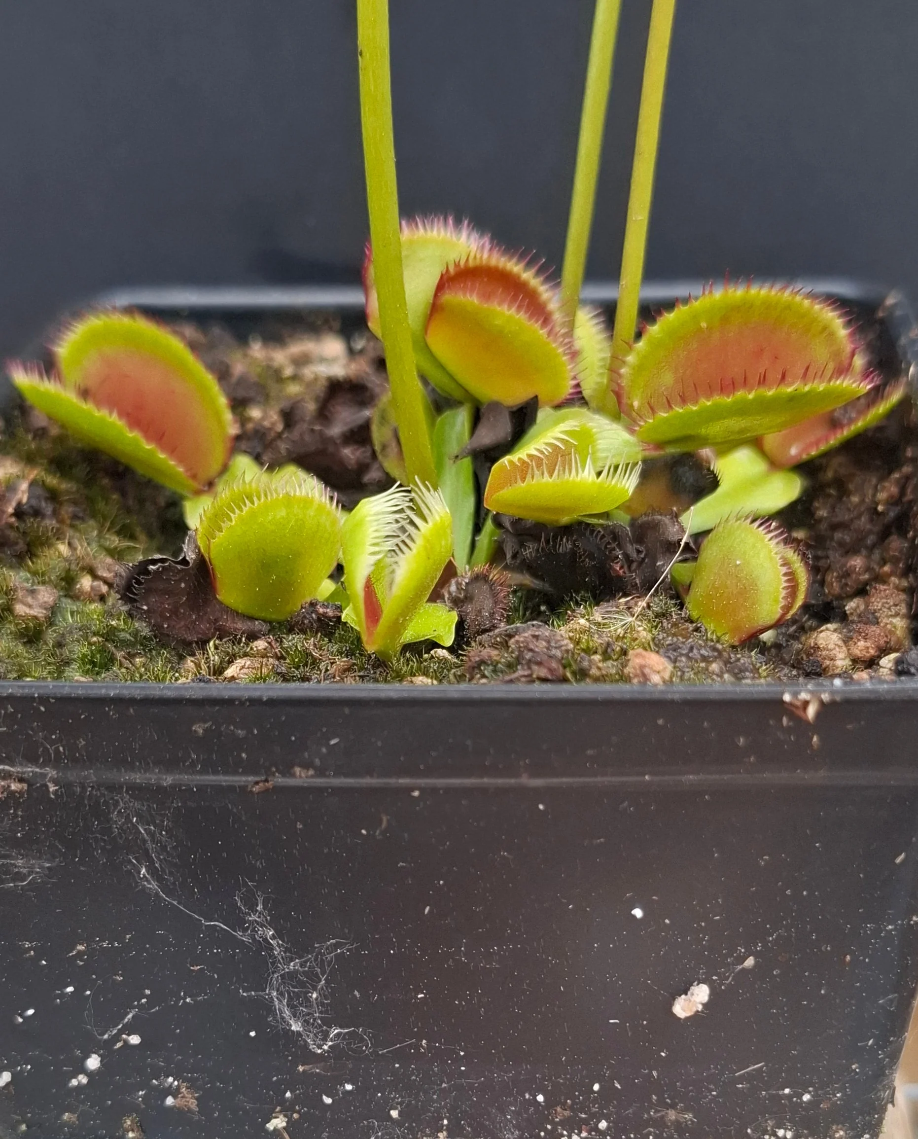 Dionaea muscipula <br>VENUS FLYTRAP 'CARBONI ARDENTI' x OP - Image 4
