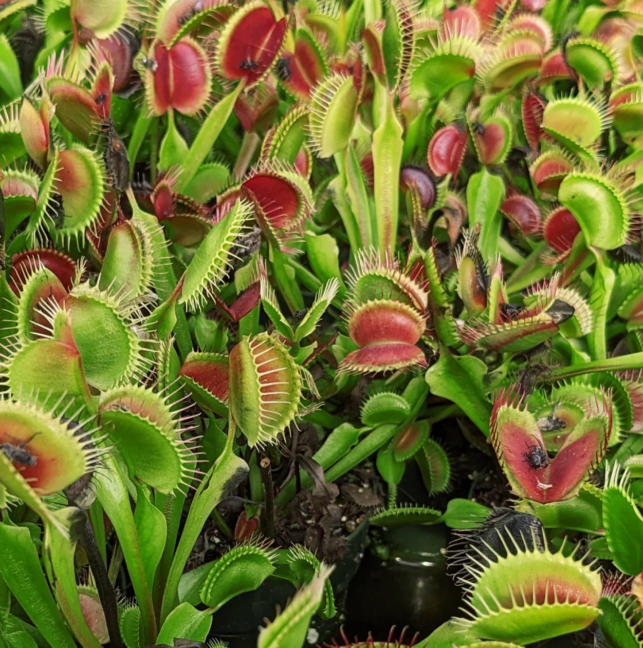 Dionaea muscipula <br>VENUS FLYTRAP LIVE PLANTS <br>Wholesale