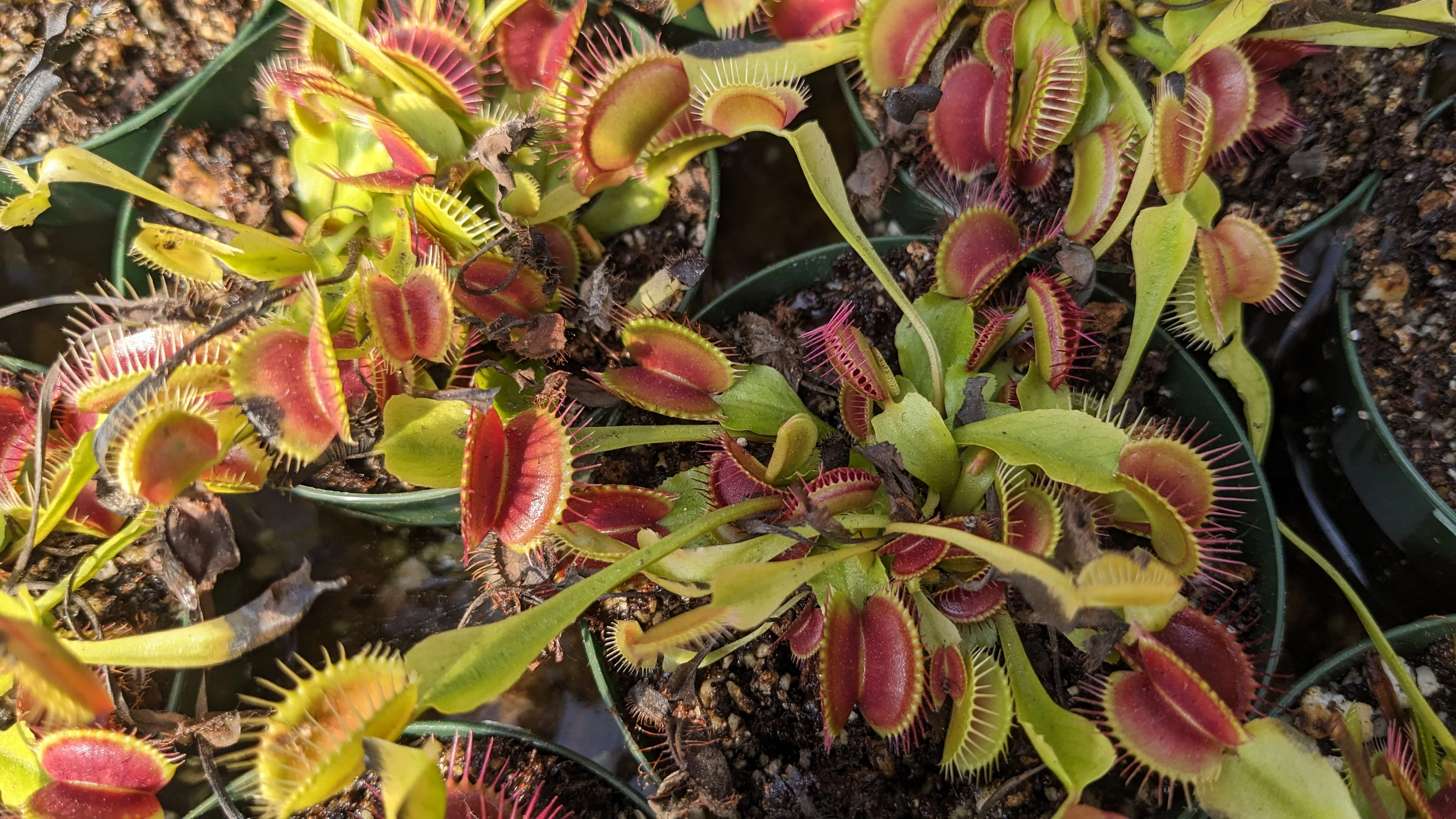 Dionaea muscipula <br>VENUS FLYTRAP LIVE PLANTS <br>Wholesale - Image 2