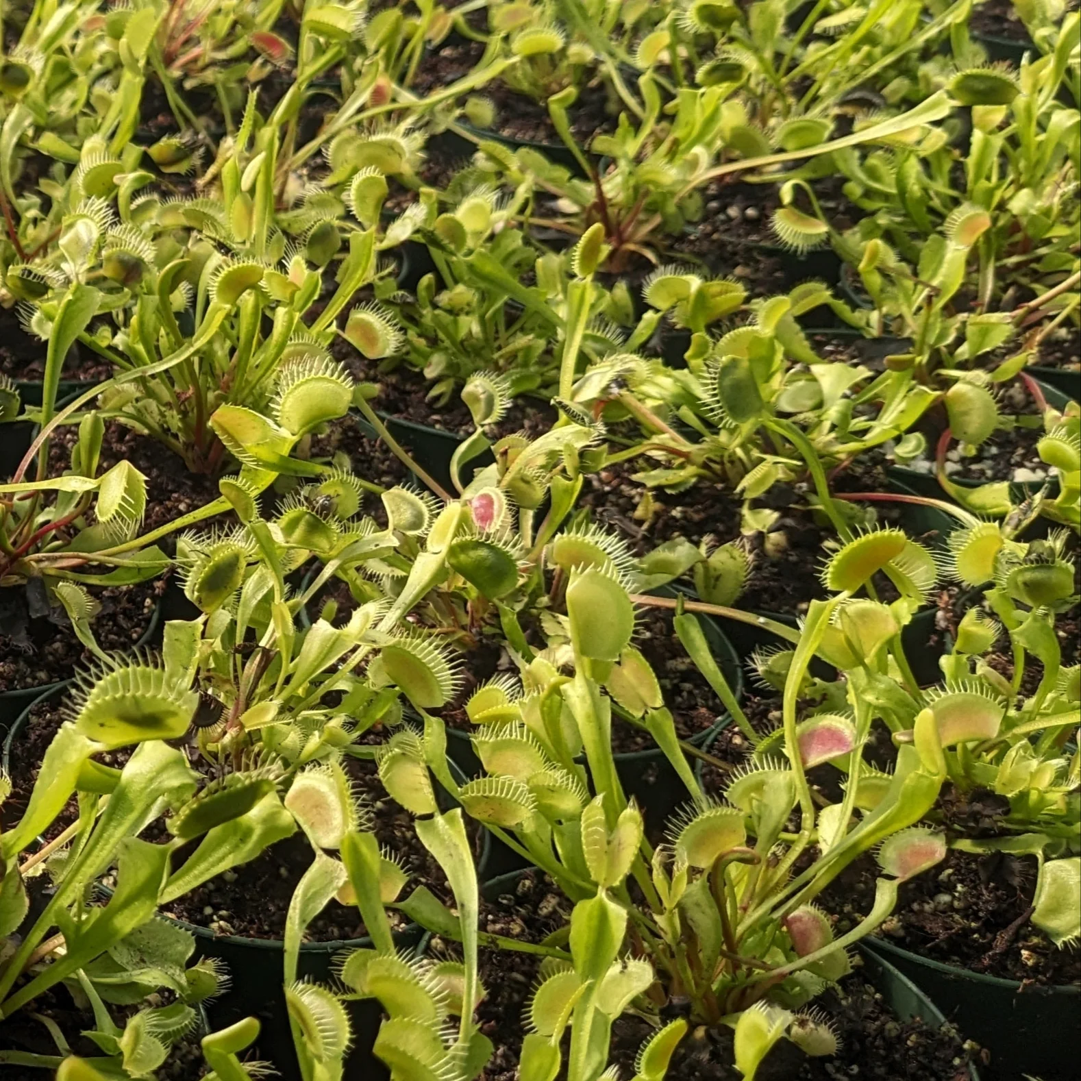 Dionaea muscipula <br>VENUS FLYTRAP LIVE PLANTS <br>Wholesale - Image 3