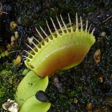 Dionaea muscipula <br>VENUS FLYTRAP 'DARWIN' - Image 2