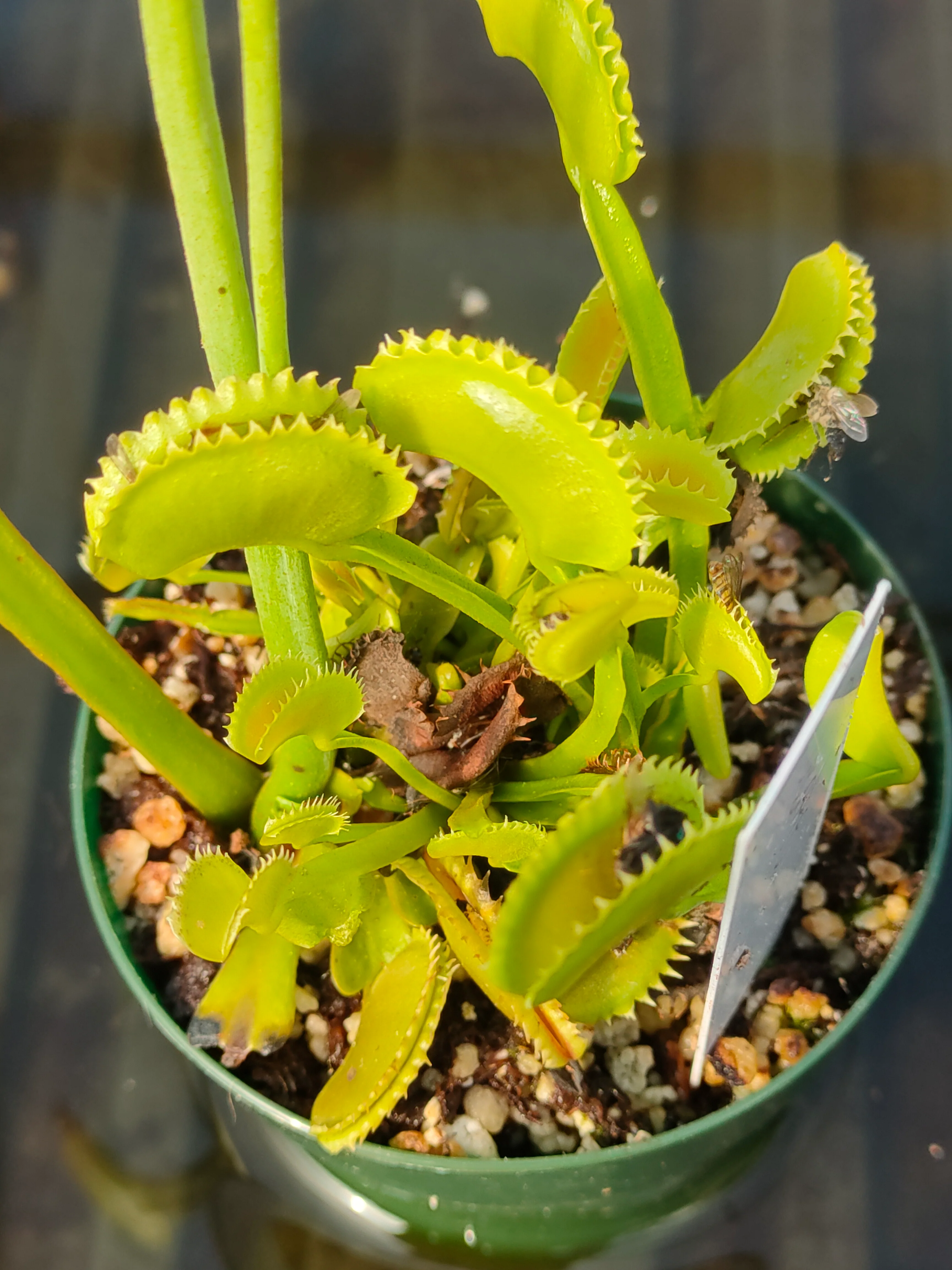 Dionaea muscipula <br>VENUS FLYTRAP 'DENTE' OP