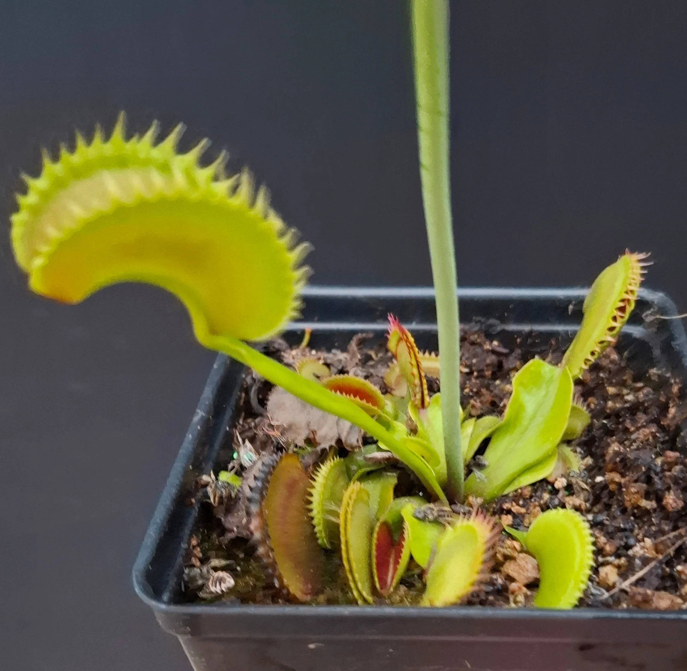Dionaea muscipula <br>VENUS FLYTRAP 'DRACULA' x OP