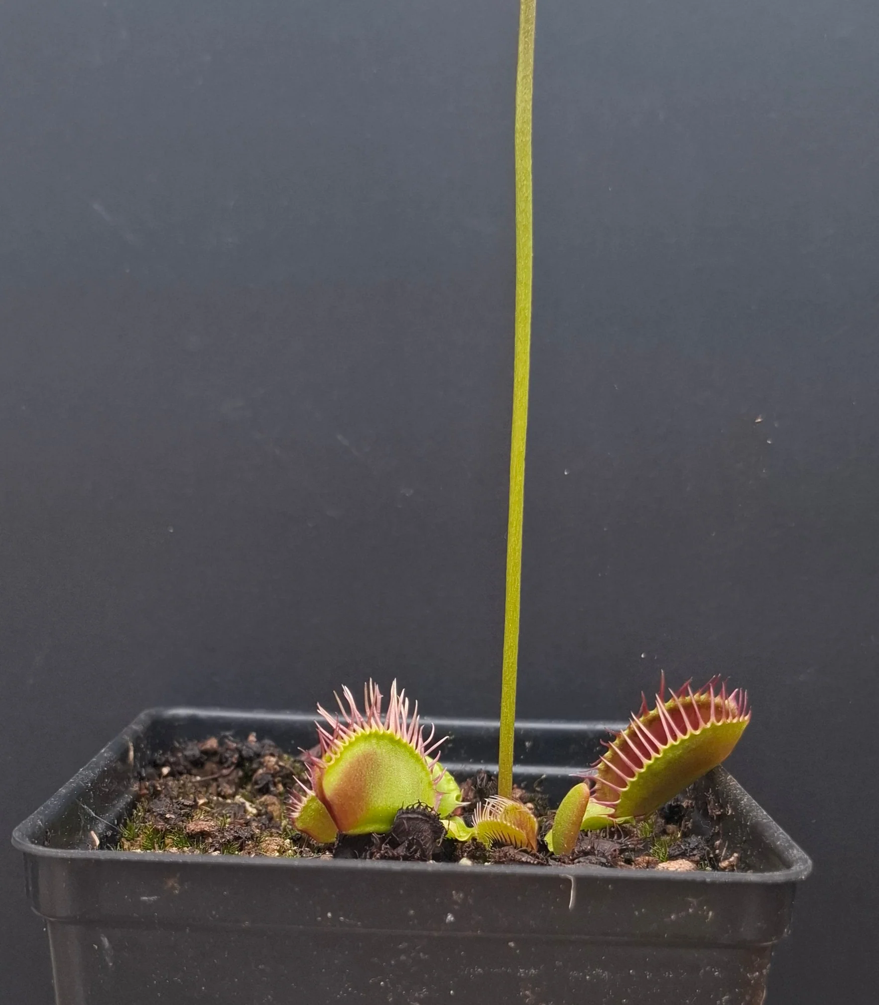 Dionaea muscipula <br>VENUS FLYTRAP 'FLAMMA' x OP - Image 2