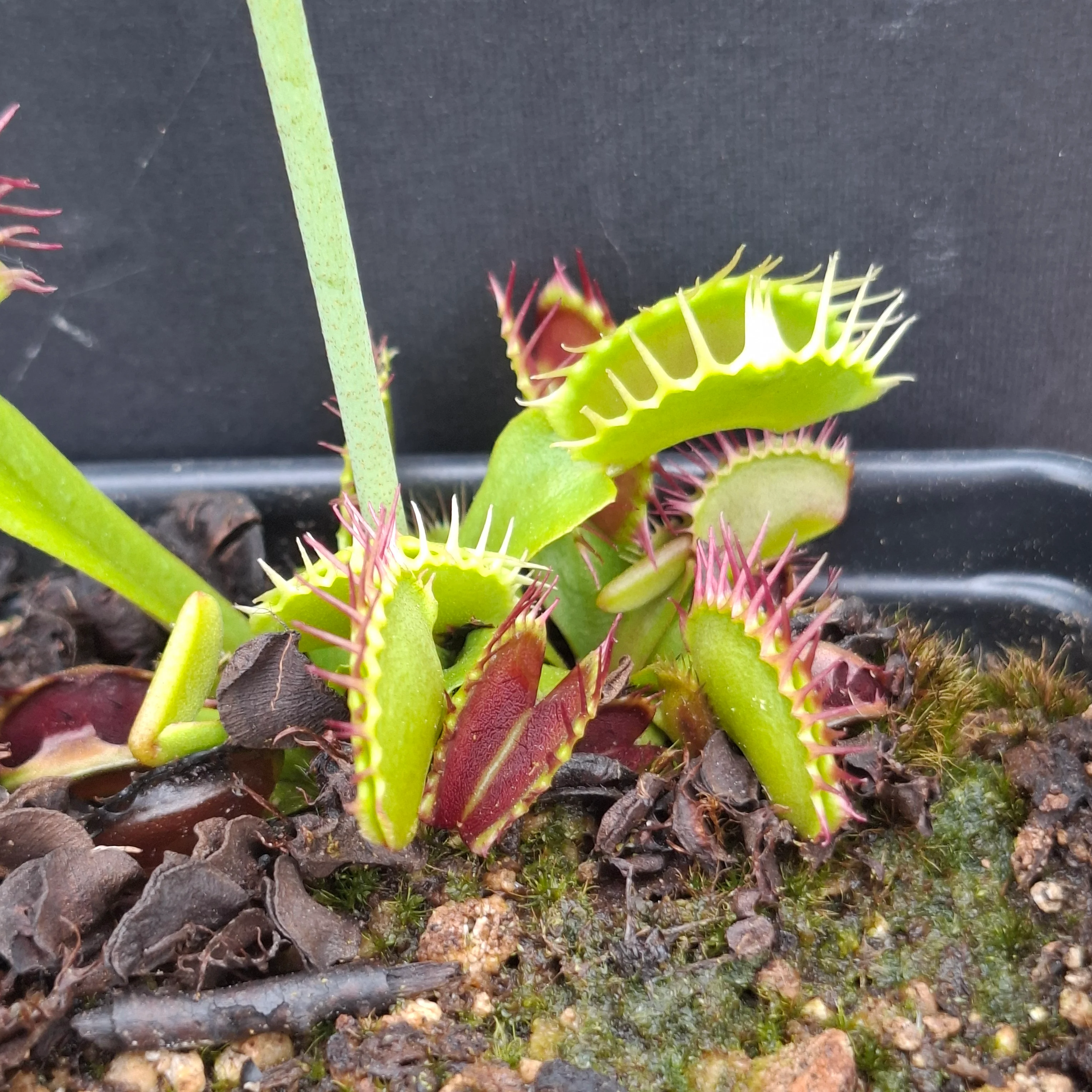 Dionaea muscipula <br>VENUS FLYTRAP 'FUZZY TOOTH' x OP