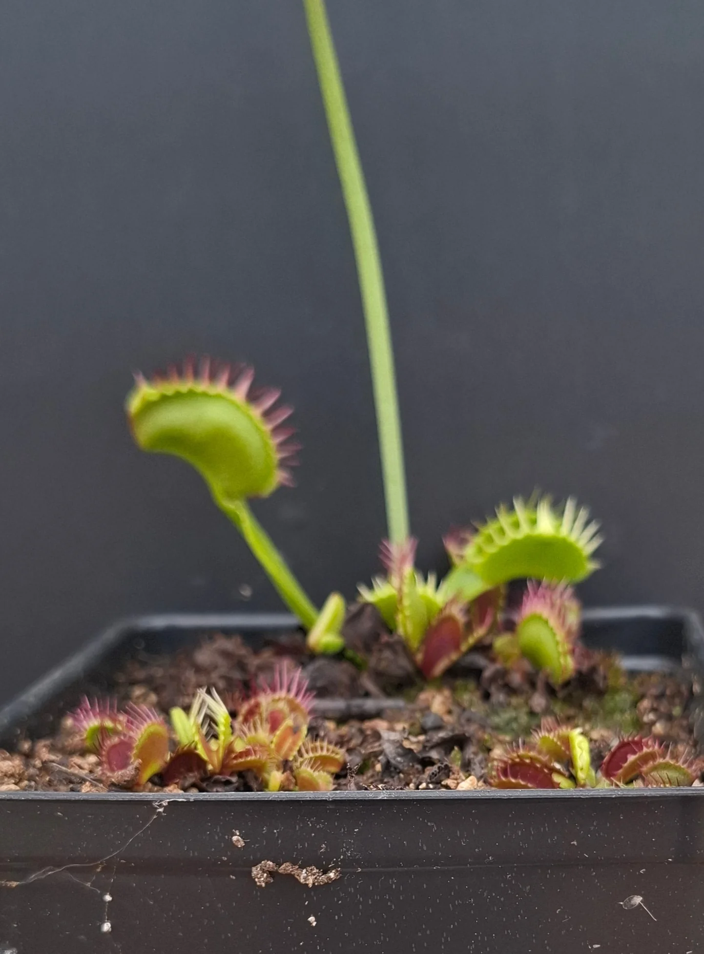Dionaea muscipula <br>VENUS FLYTRAP 'FUZZY TOOTH' x OP - Image 2
