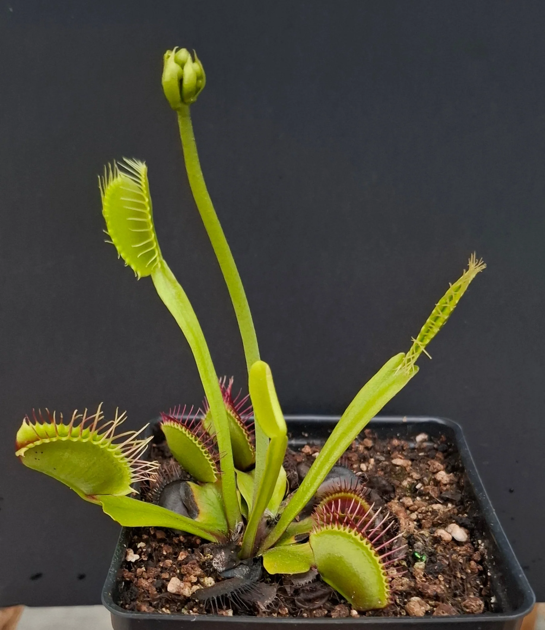 Dionaea muscipula <br>VENUS FLYTRAP 'G14 DIRK VENTHAMS GIANT' x OP
