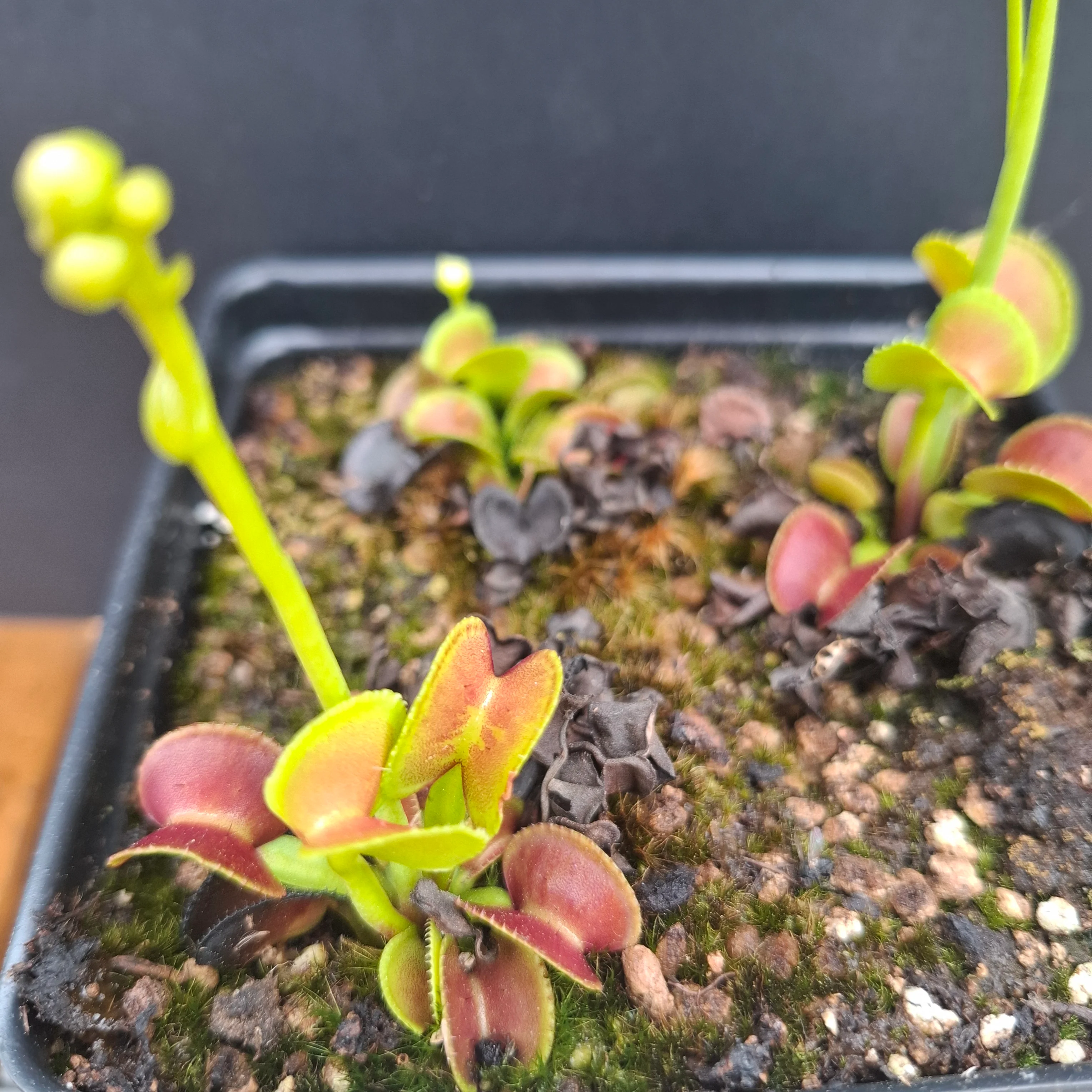 Dionaea muscipula <br>VENUS FLYTRAP 'HYPATIA' x OP