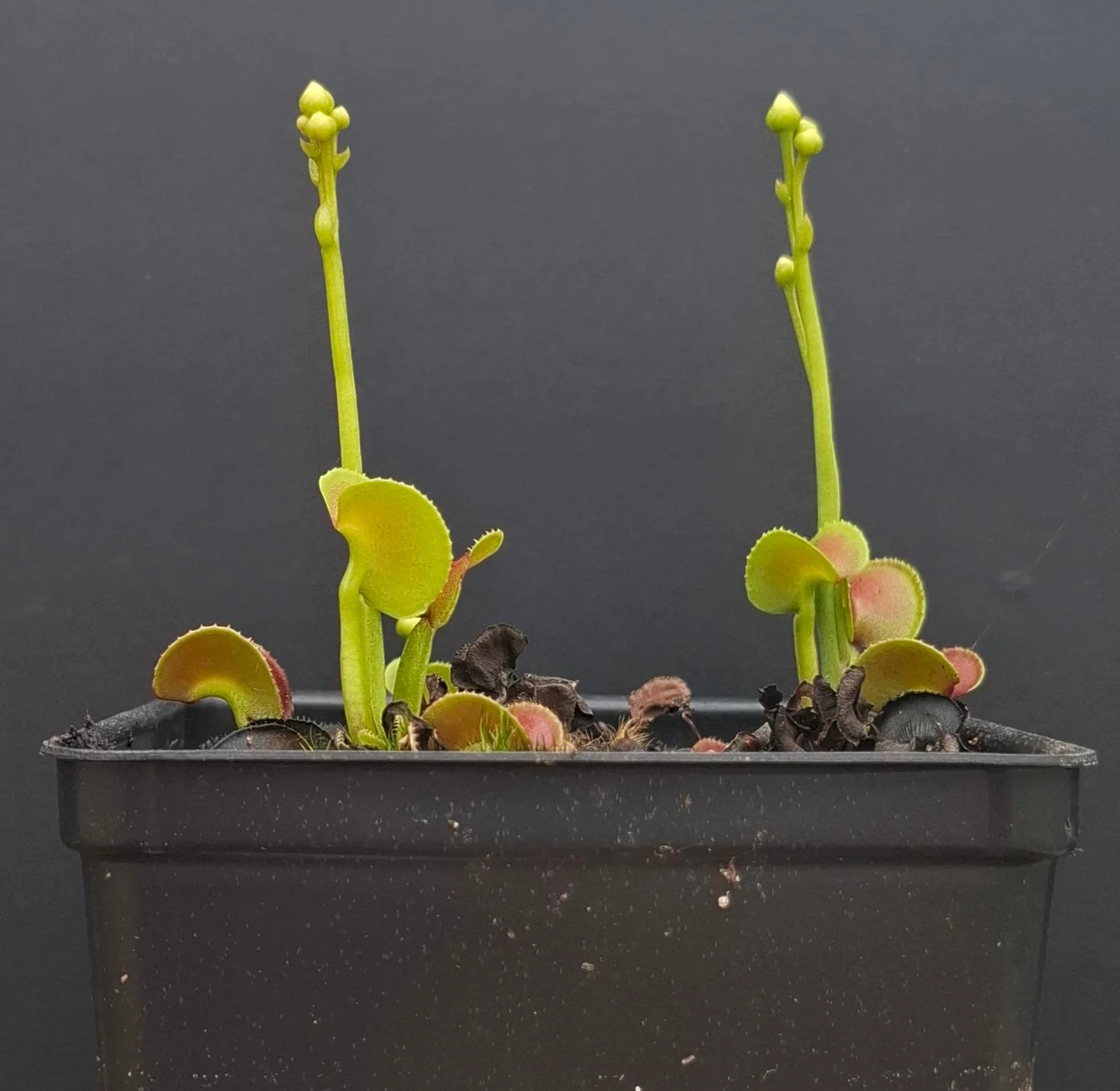 Dionaea muscipula <br>VENUS FLYTRAP 'HYPATIA' x OP - Image 2