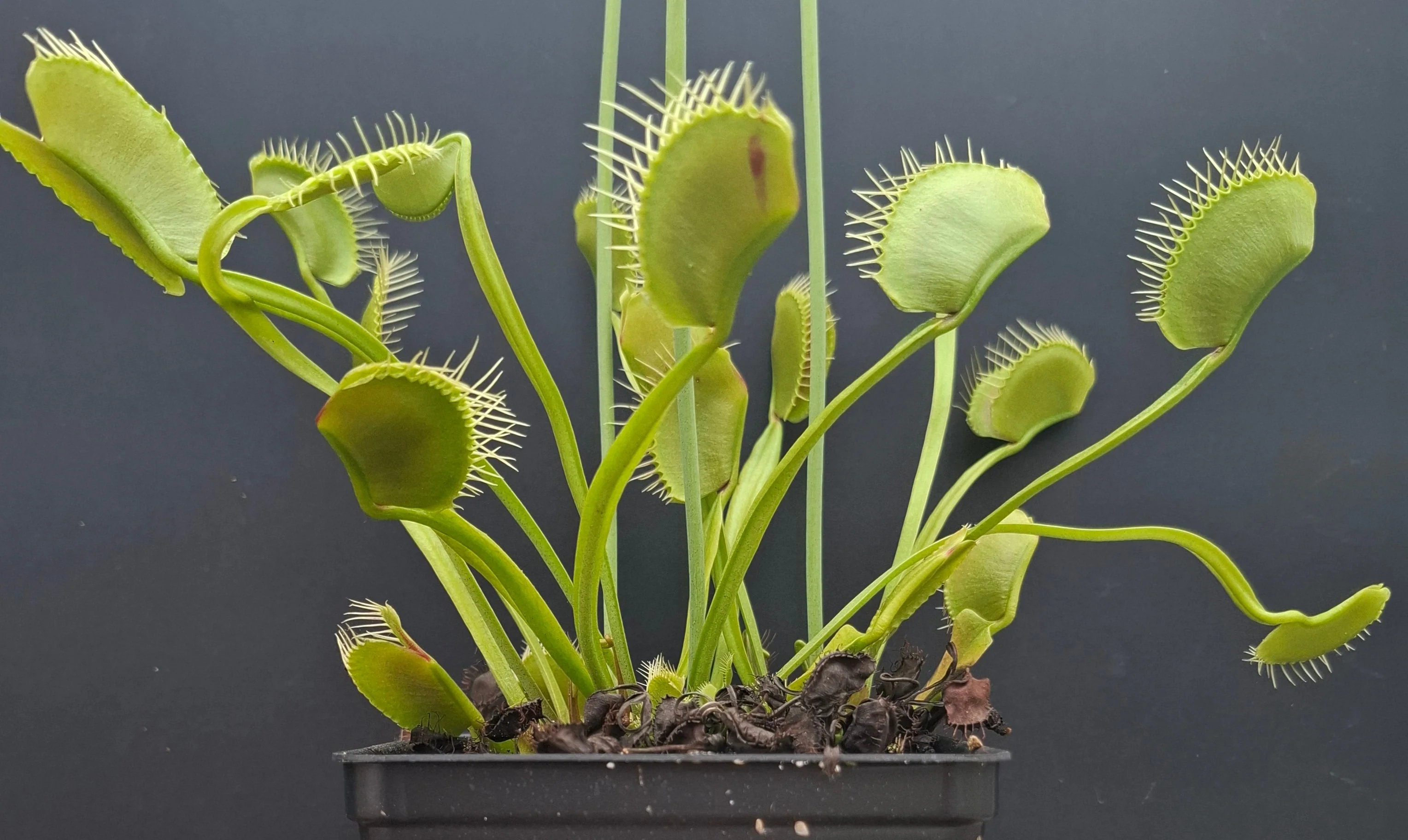 Dionaea muscipula <br>VENUS FLYTRAP 'KING HENRY' x OP - Image 2