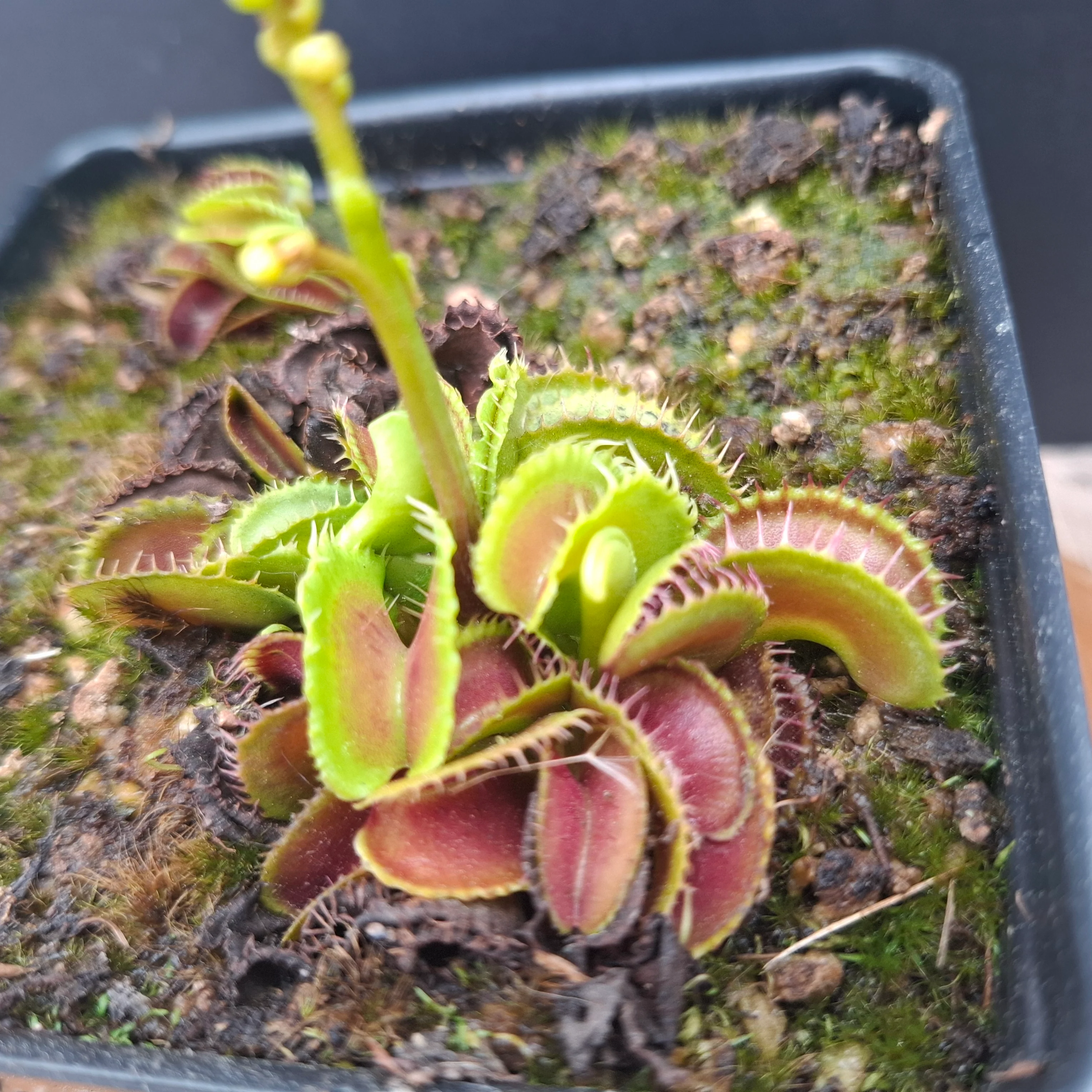 Dionaea muscipula <br>VENUS FLYTRAP 'MUTANT' x OP