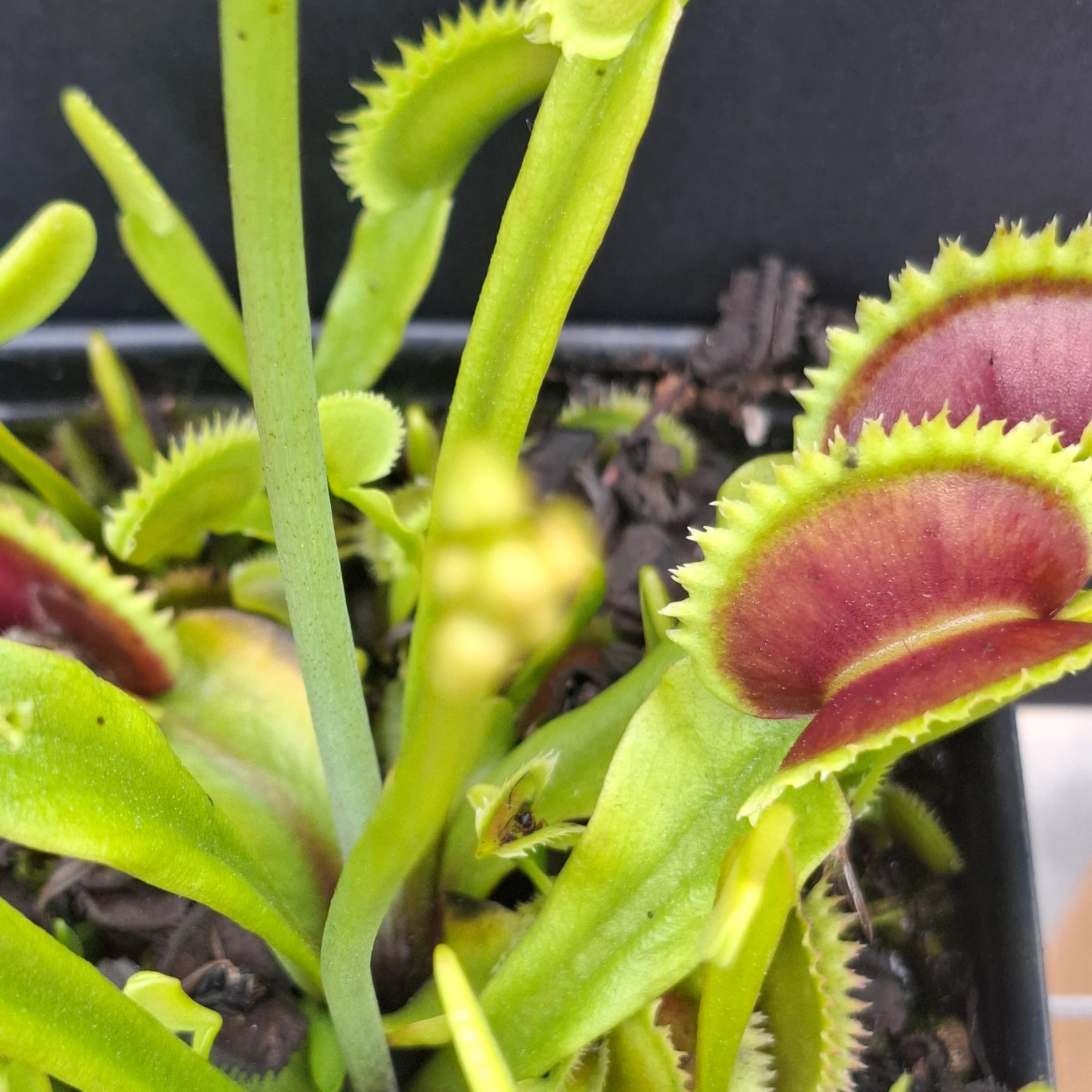 Dionaea muscipula <br>VENUS FLYTRAP 'ORANGE FIRE' x OP