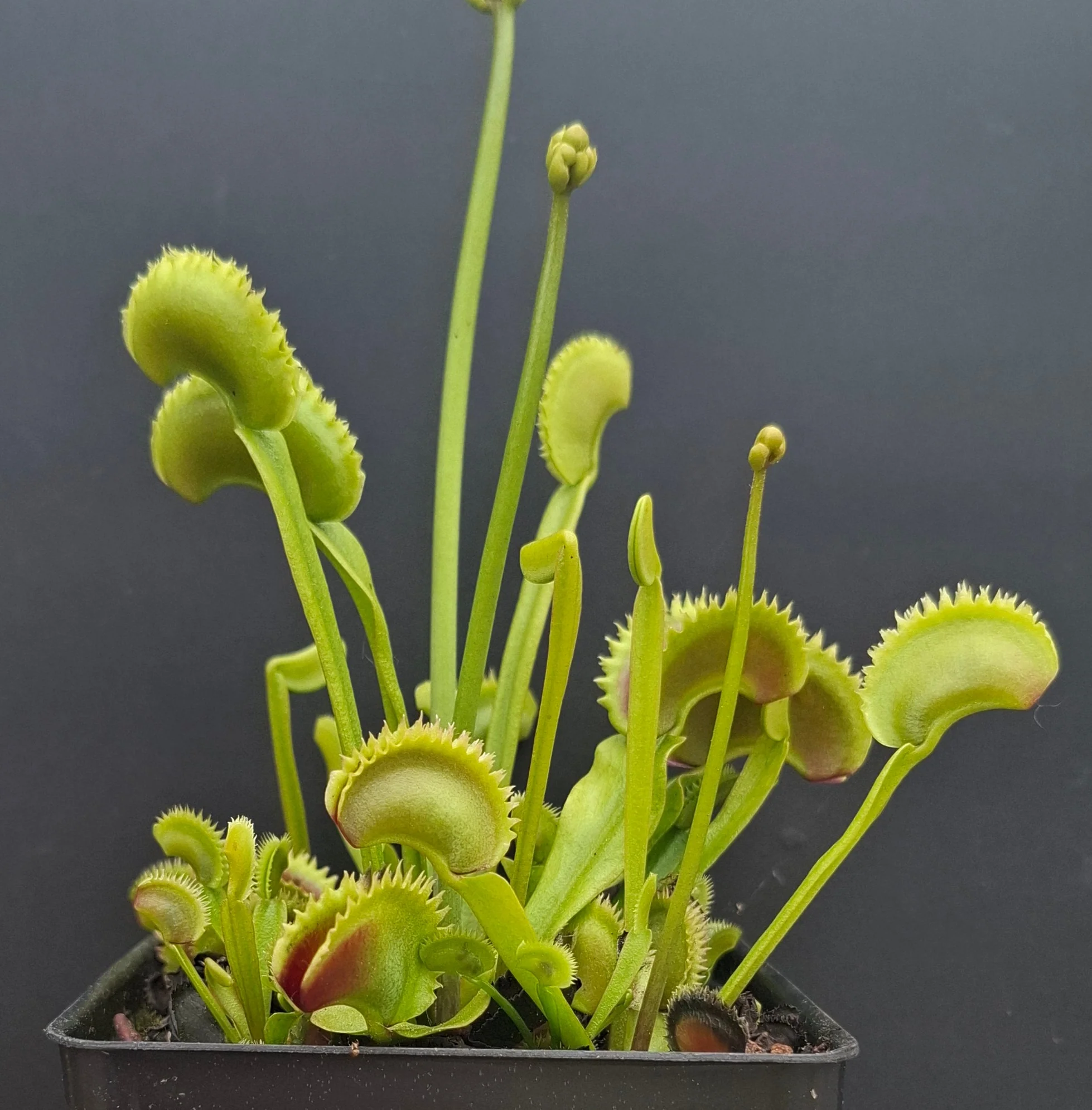 Dionaea muscipula <br>VENUS FLYTRAP 'ORANGE FIRE' x OP - Image 2