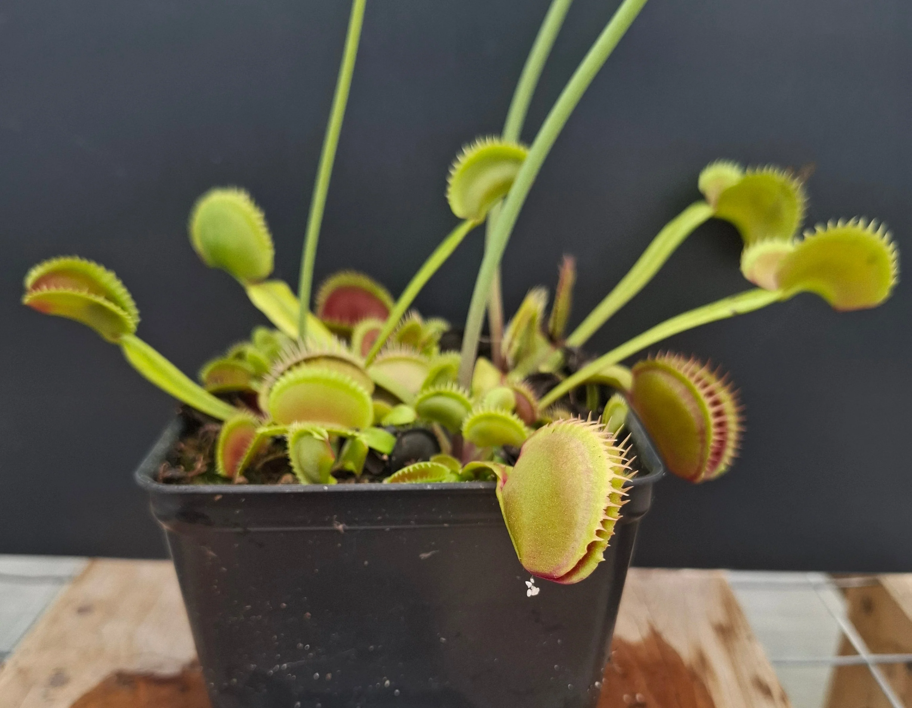 Dionaea muscipula <br>VENUS FLYTRAP 'ORANGE GIANT' x OP - Image 3