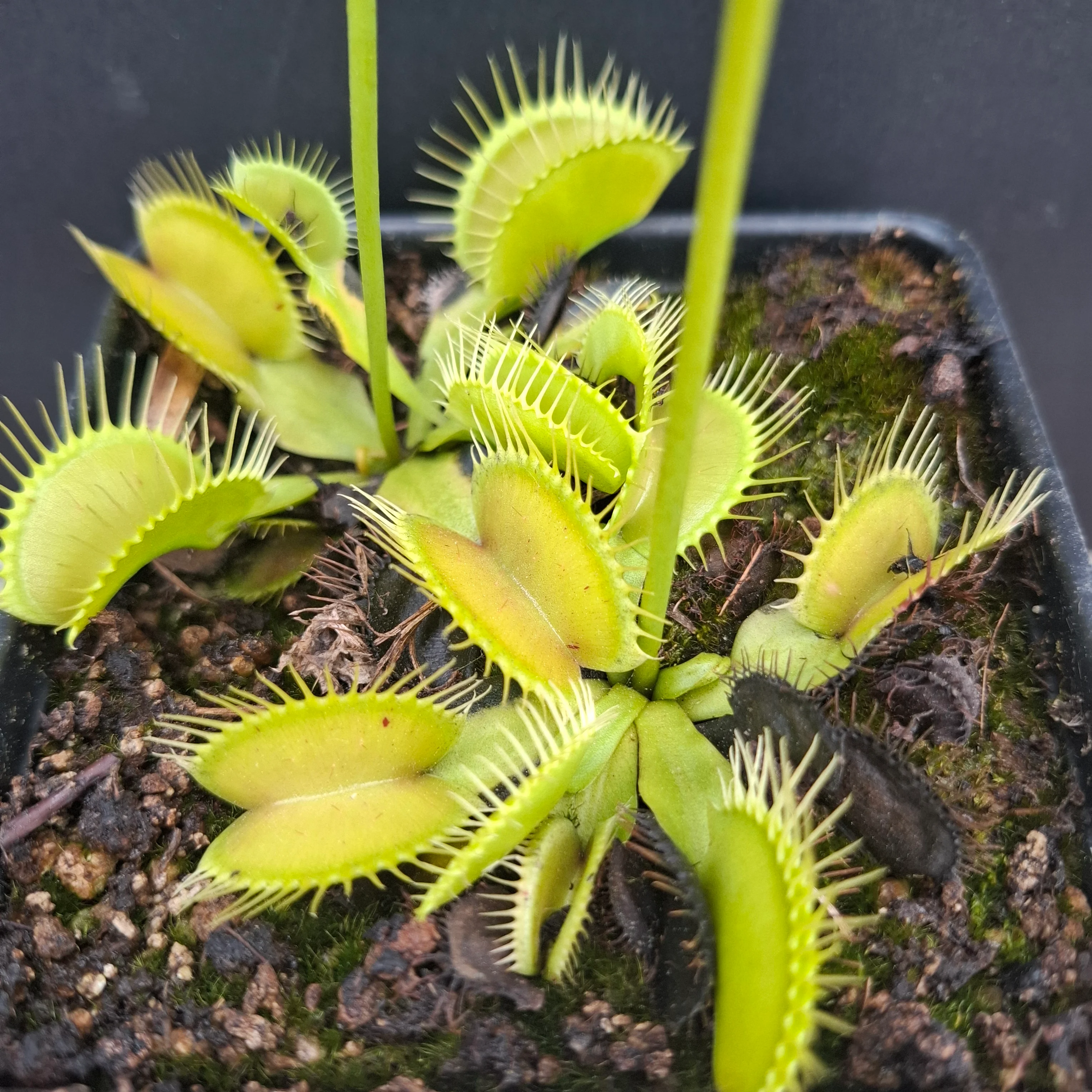 Dionaea muscipula <br>VENUS FLYTRAP 'PATCHES' x OP