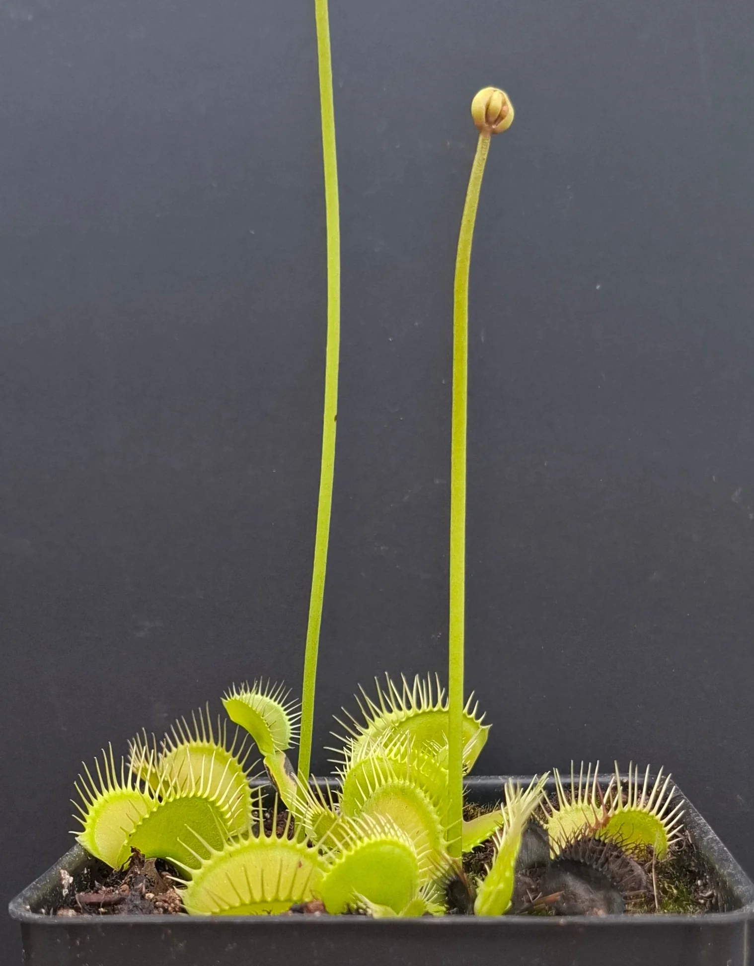 Dionaea muscipula <br>VENUS FLYTRAP 'PATCHES' x OP - Image 3