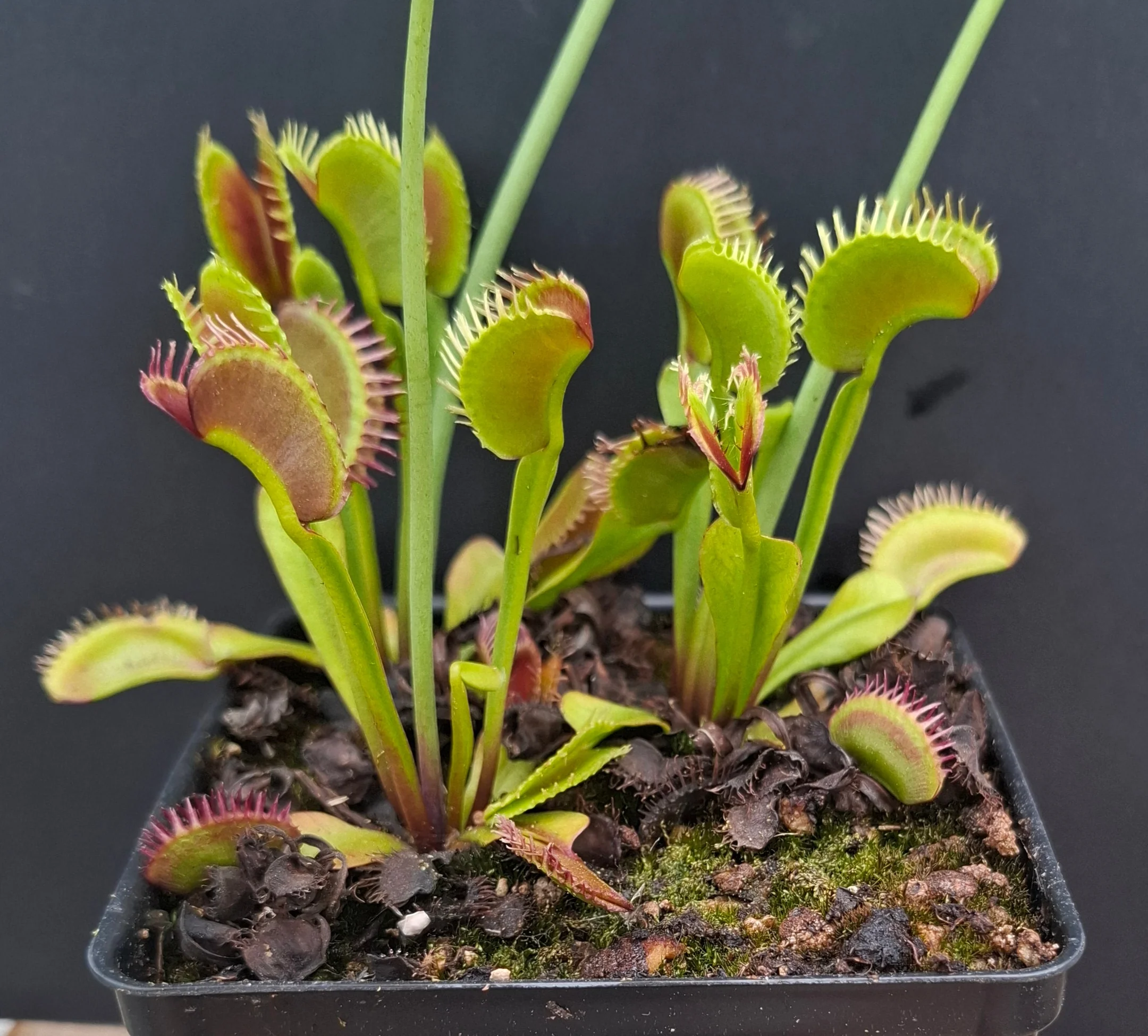 Dionaea muscipula <br>VENUS FLYTRAP 'PLUMECHON' x OP - Image 3